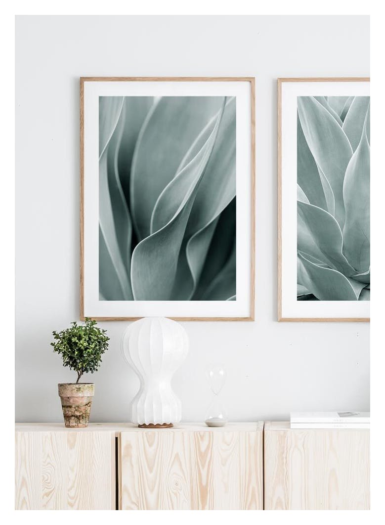 Agave leaves Poster (50x70 cm) - Poster Store