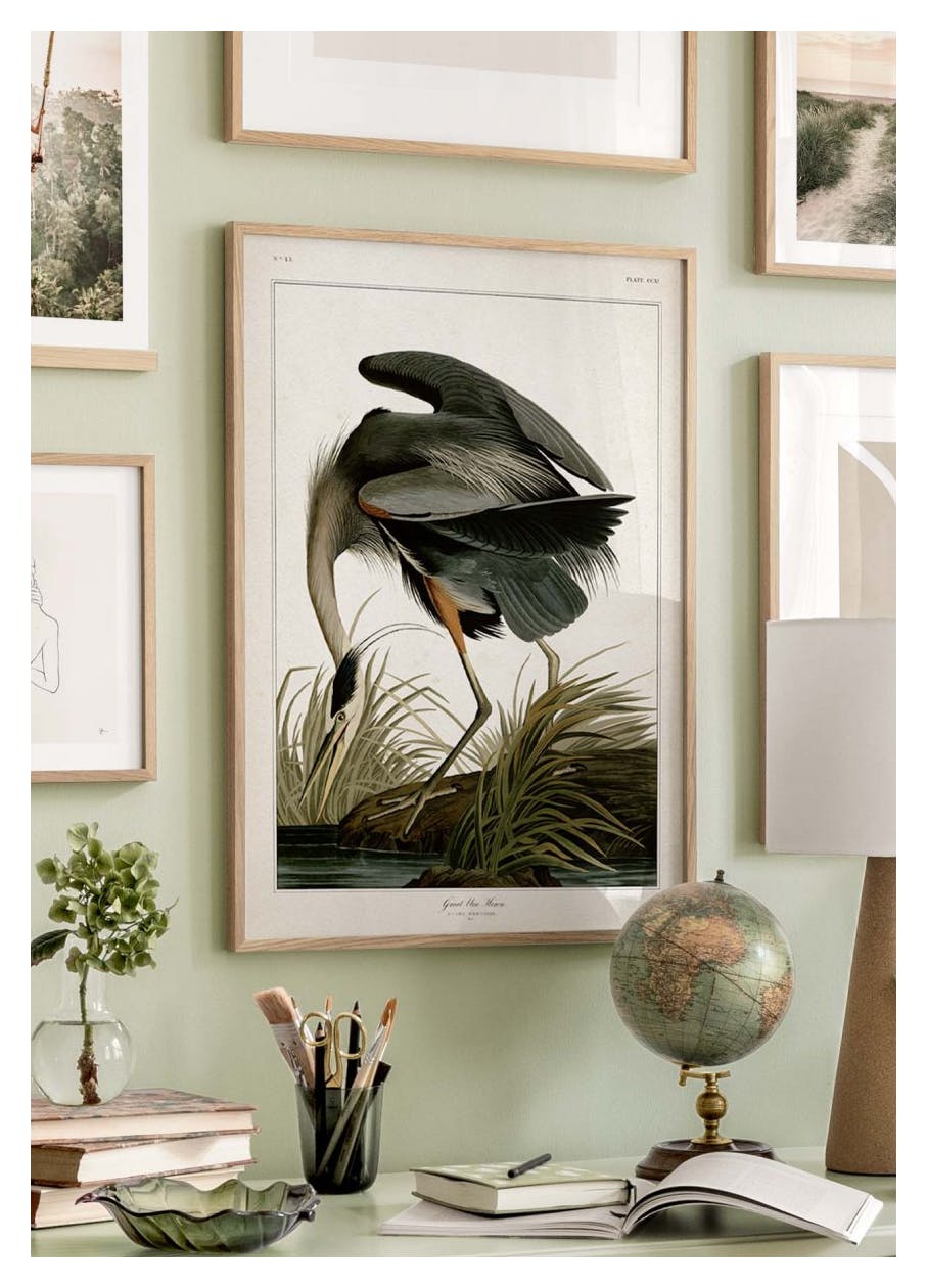 Great Blue Heron Poster (50x70 cm) - Poster Store