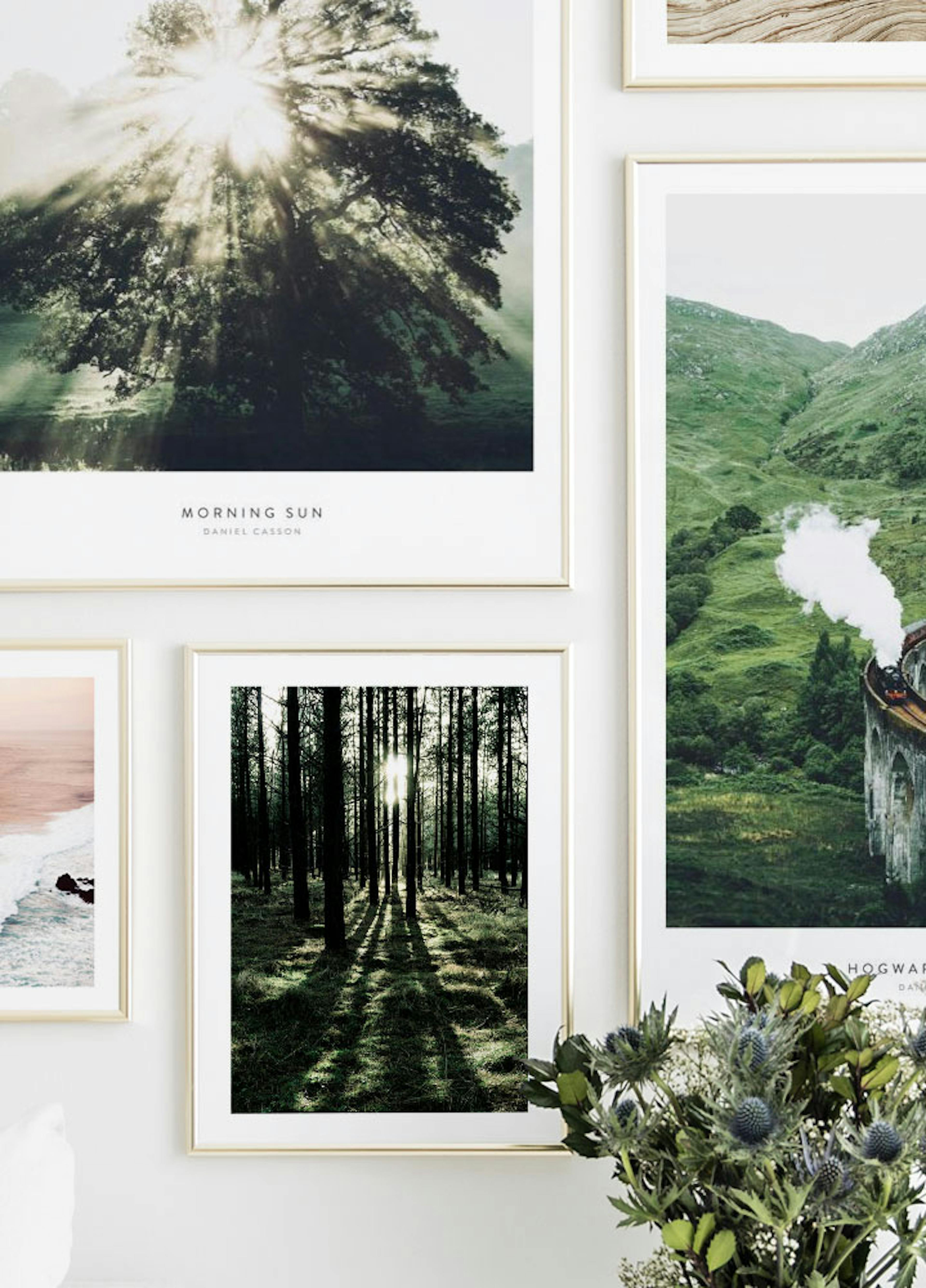 Forest Sunlight Poster thumbnail