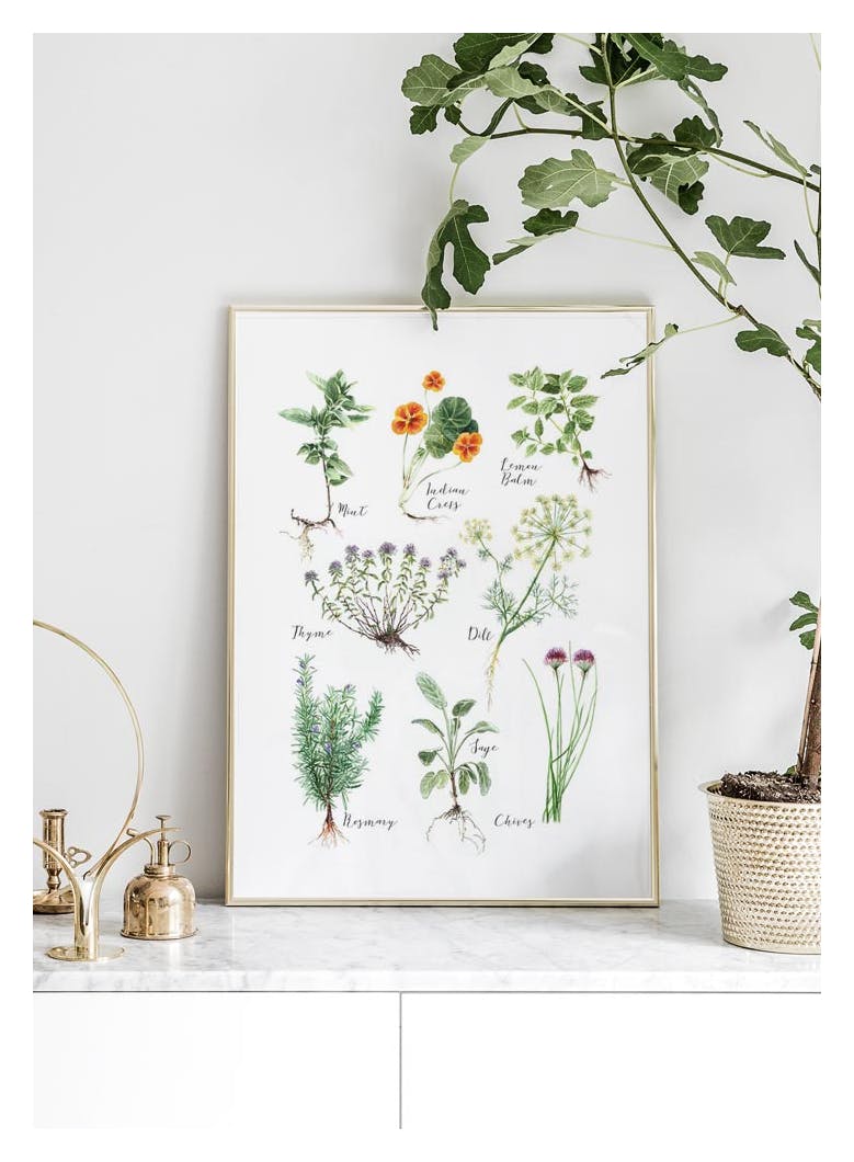 Kitchen Herbs Poster (30x40 cm) - Poster Store