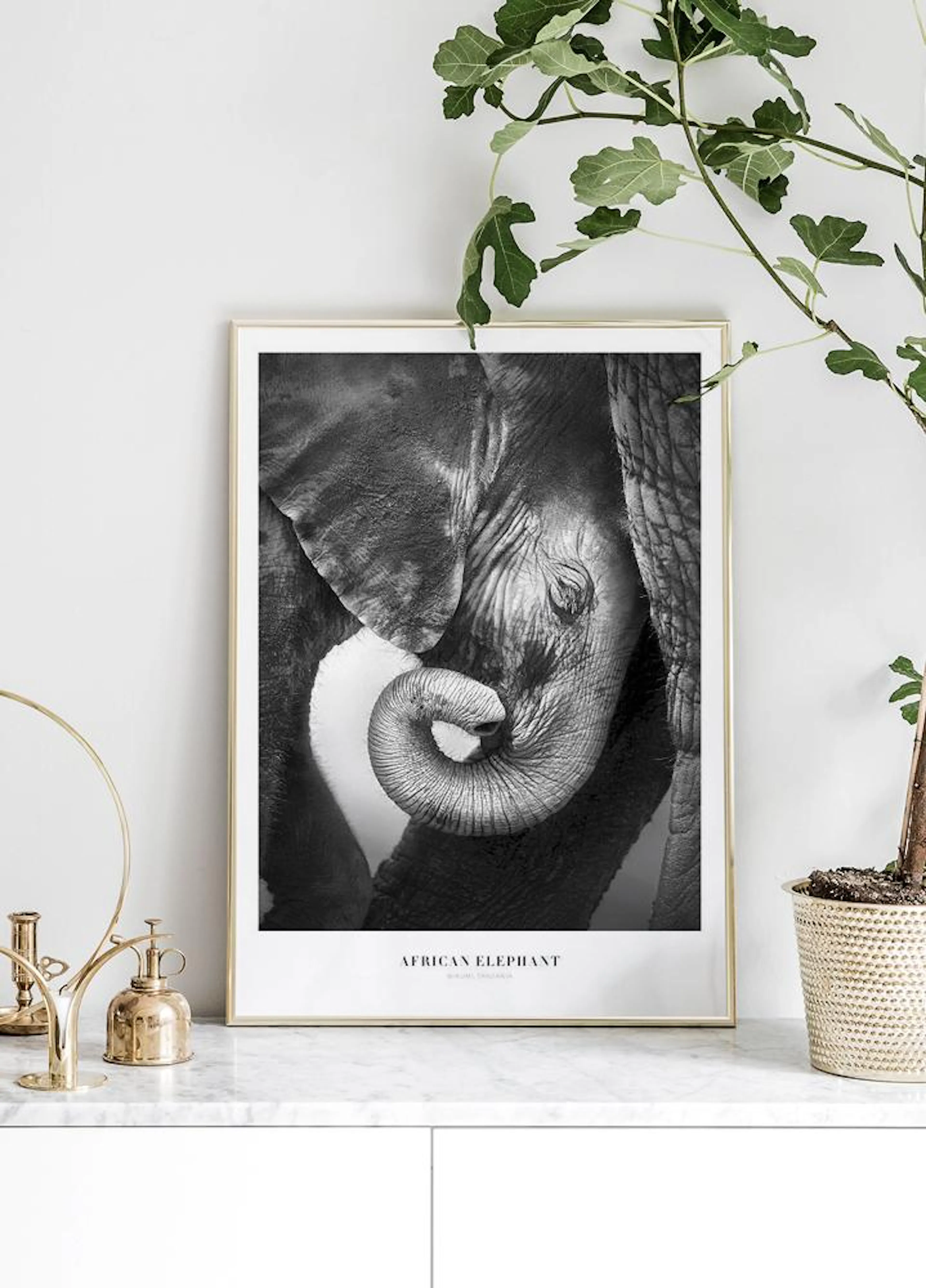 Mustavalkoinen juliste vastasyntyneestä norsuvauvasta käärityllä kärsällä, ripustettuna valkoiselle seinälle kasvin viereen.