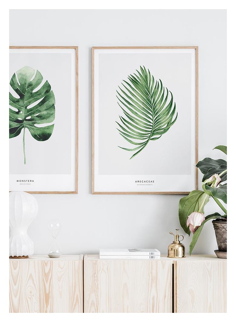 Arecaceae Leaf Poster (30x40 cm) - Poster Store