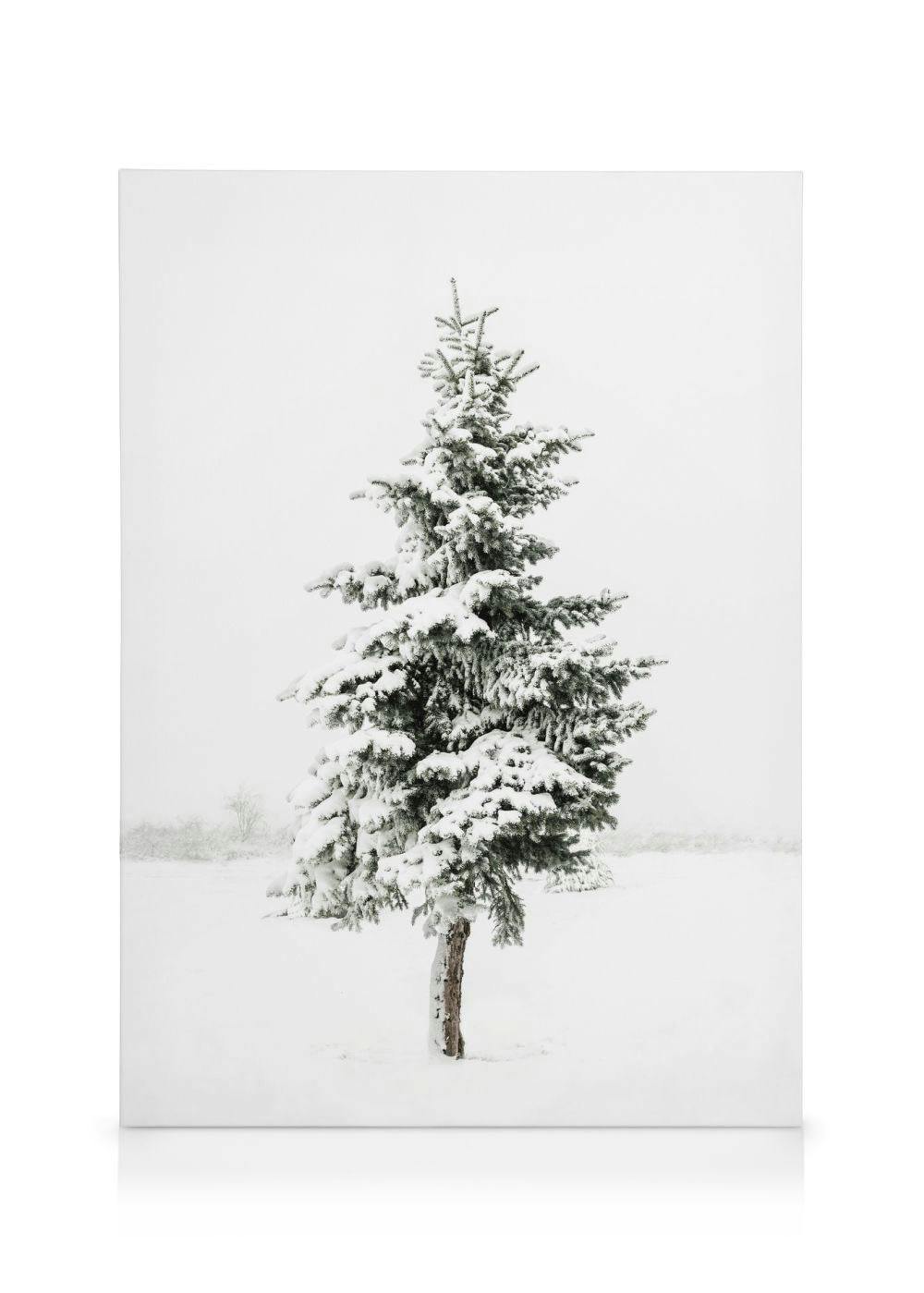 Snowy Spruce Canvas (30x40 cm) - Poster Store