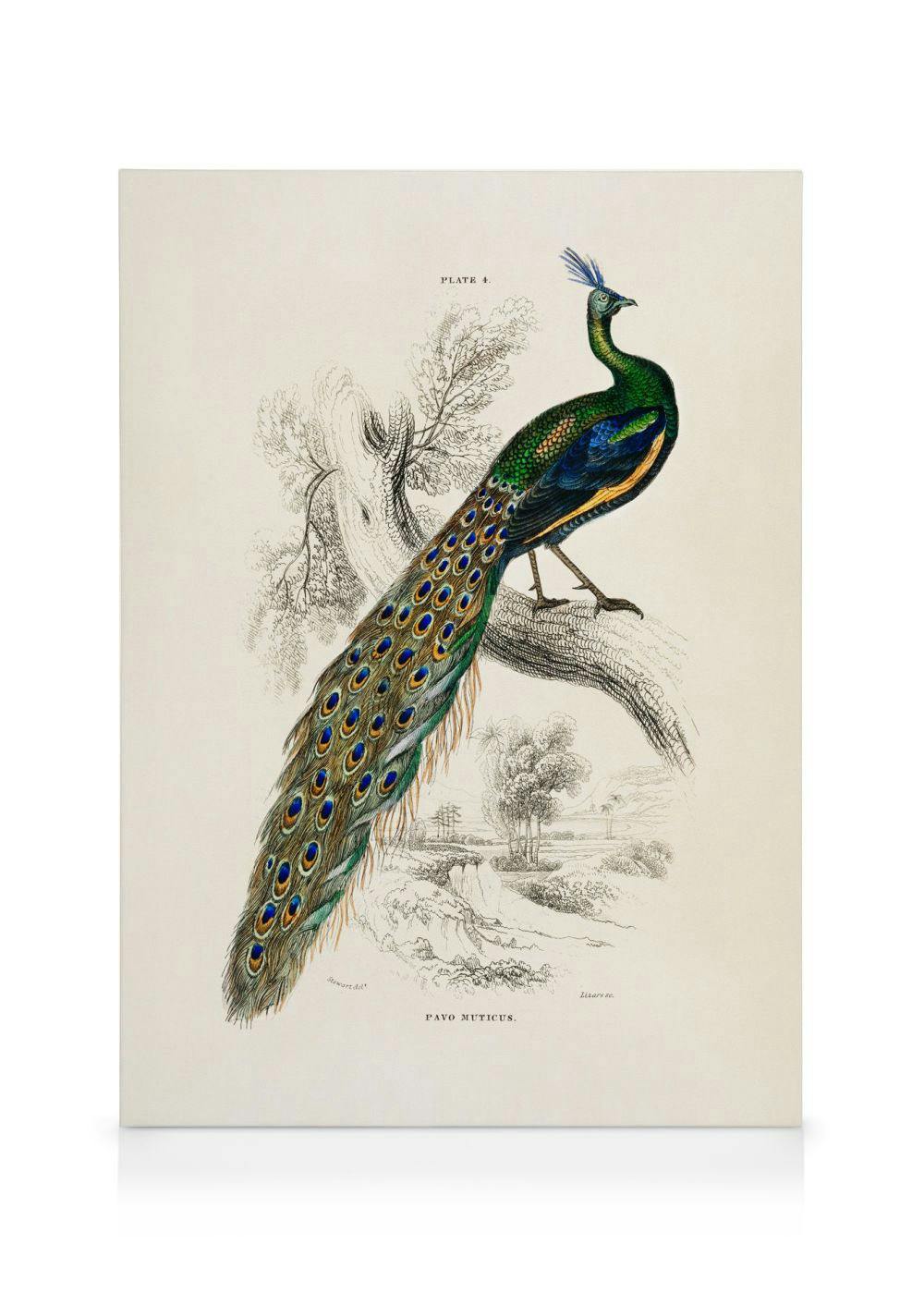 Peafowl Portrait Obraz na płótnie (50x70 cm) - Poster Store