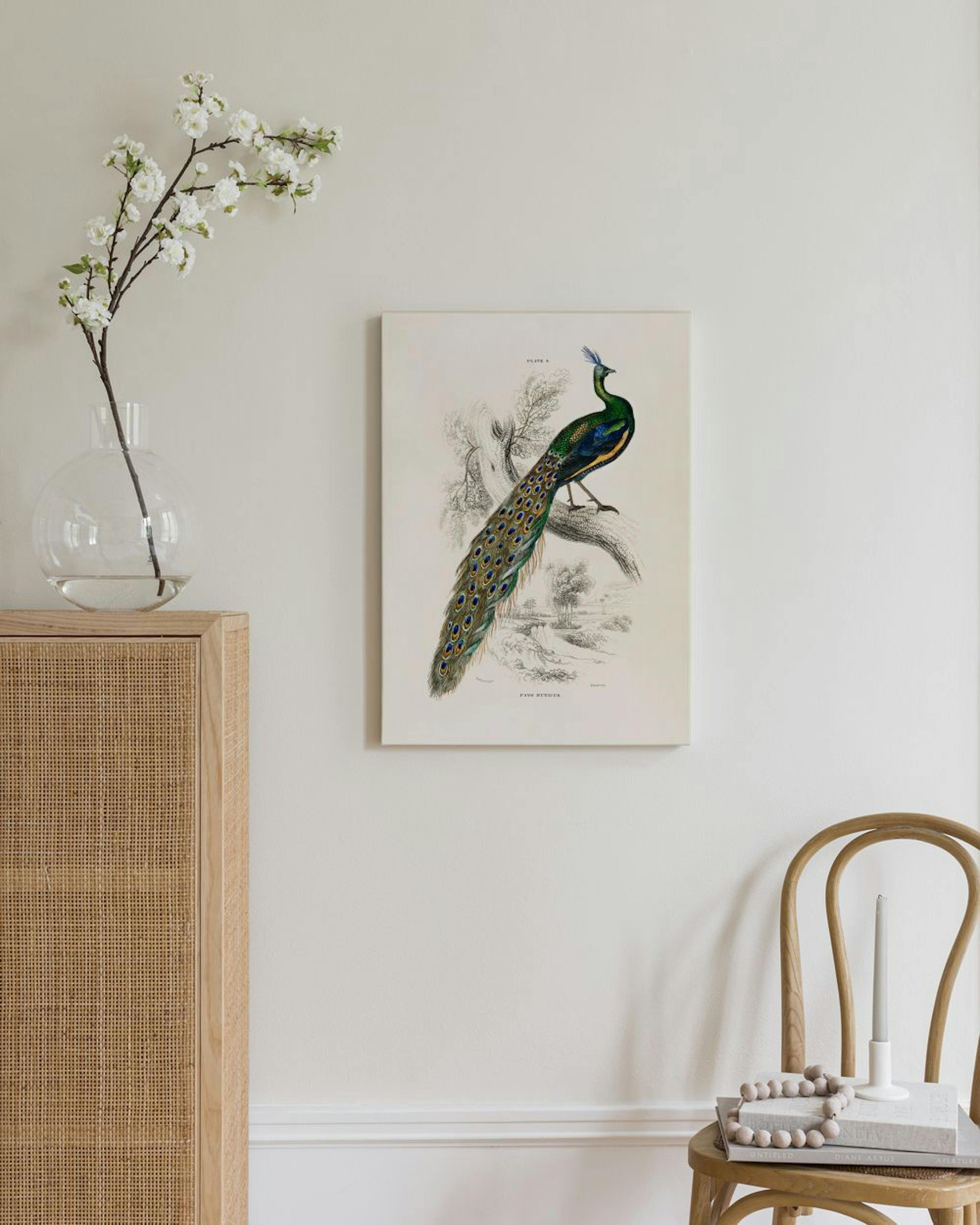 Peafowl Portrait Toile thumbnail