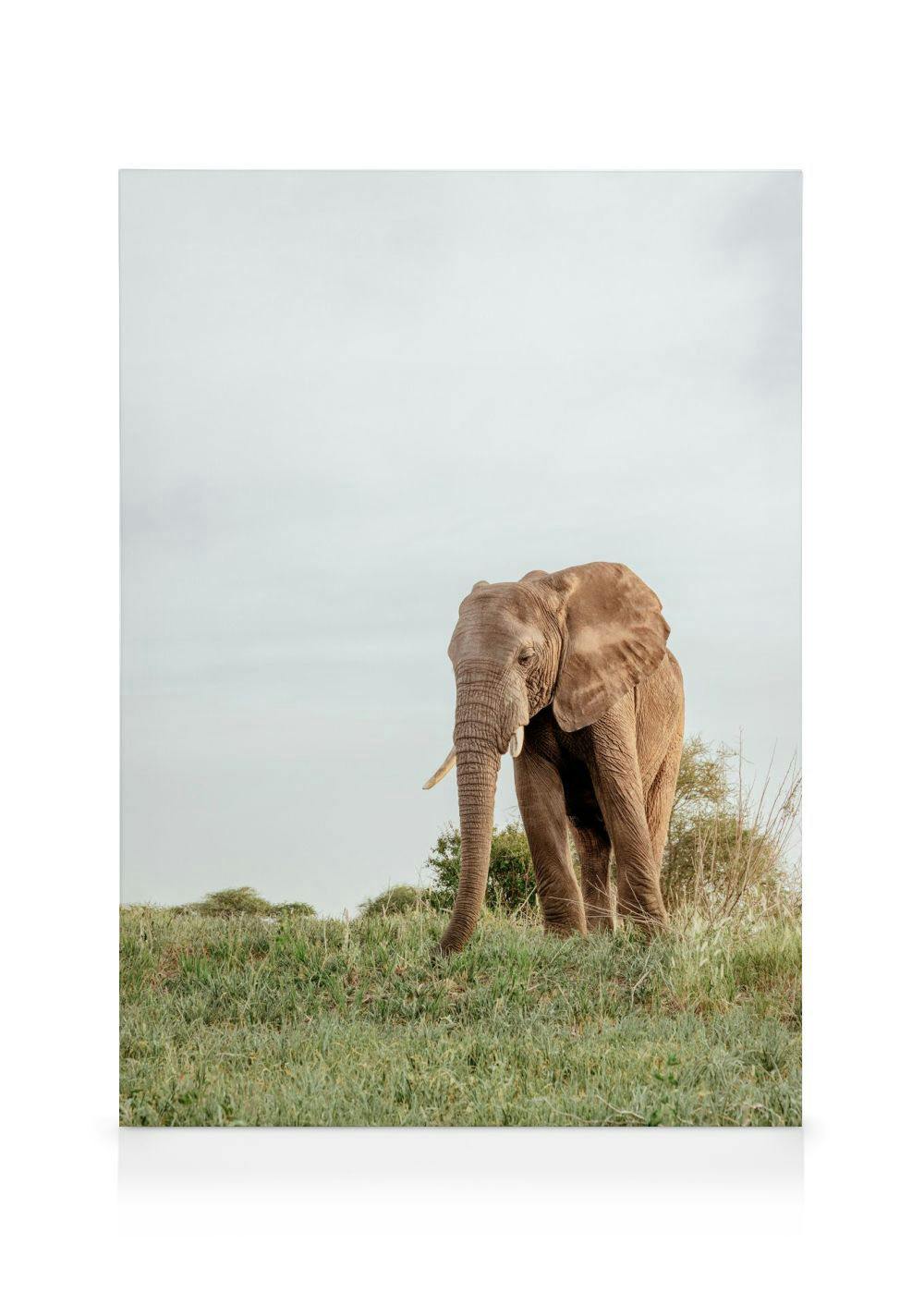 Safari Elephant Obraz na płótnie (30x40 cm - Ramka dębowa) - Poster Store