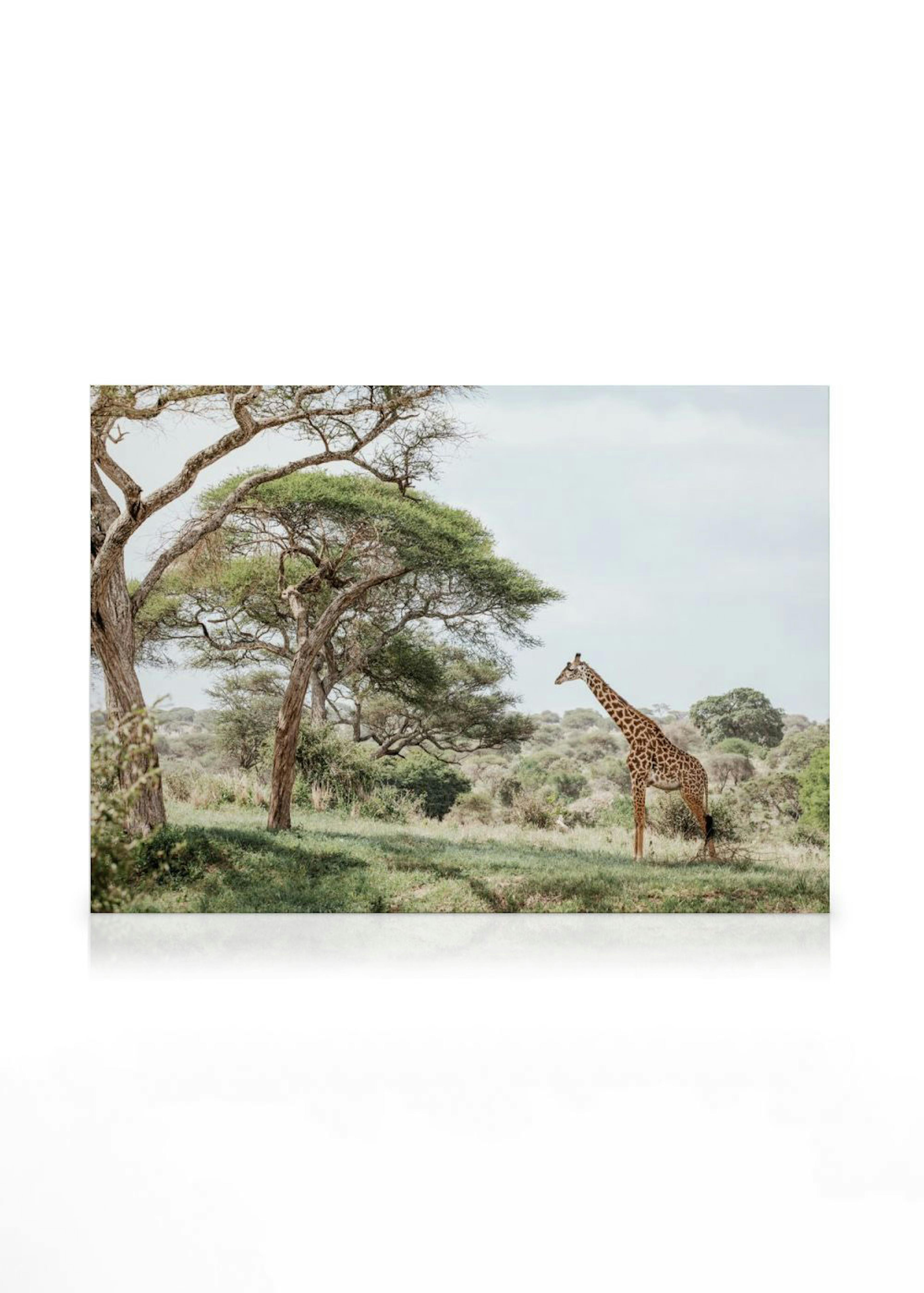 Giraffe in Landscape Toile 0