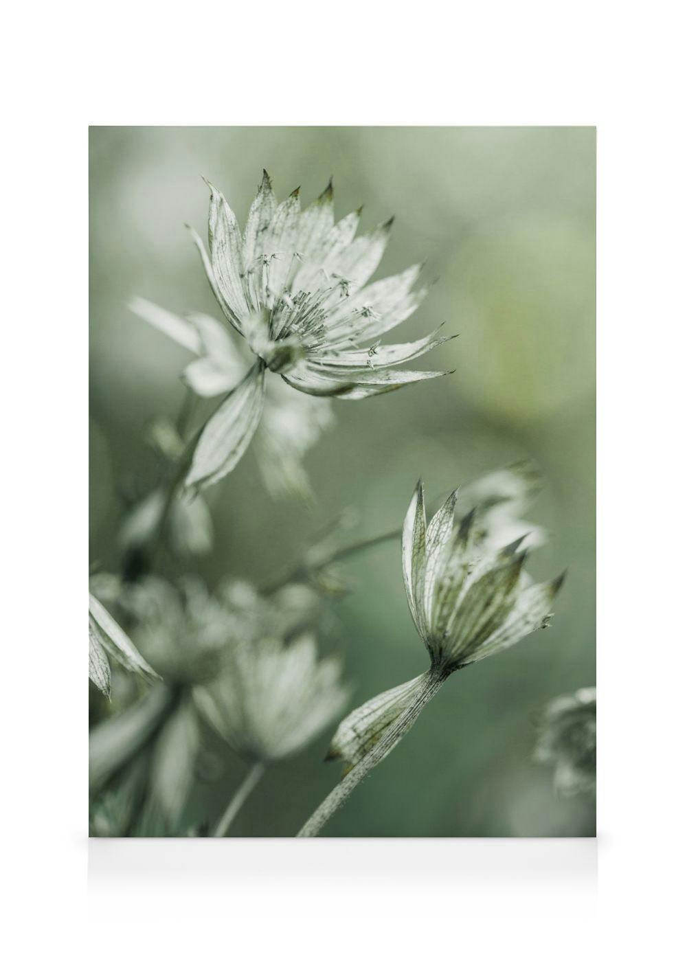Leinwandbild mit einer Nahaufnahme von blassgrünen Blütenköpfen, die vor einem unscharfen hellgrünen Hintergrund schweben.