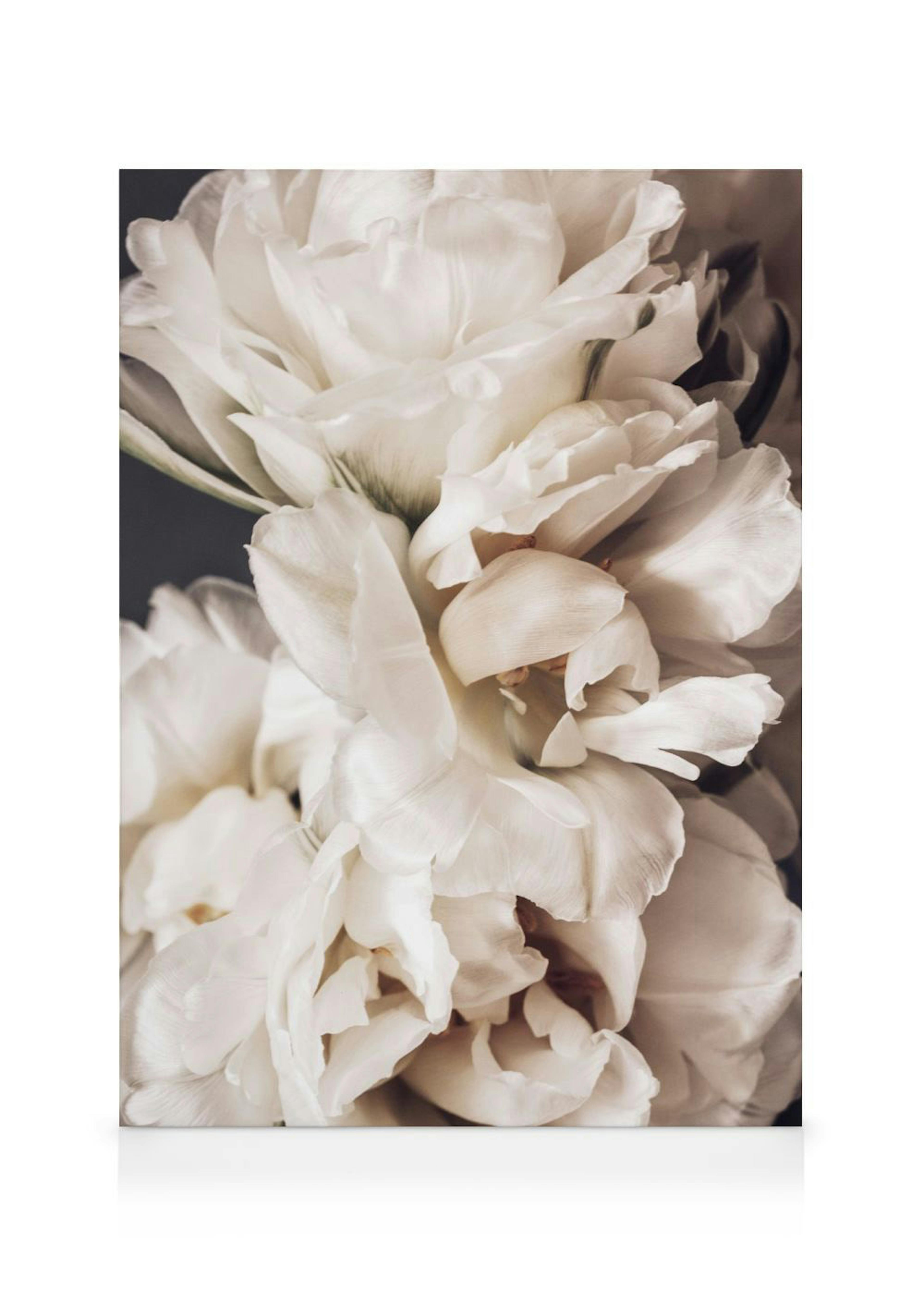 Peonies in Bloom Lienzo 0
