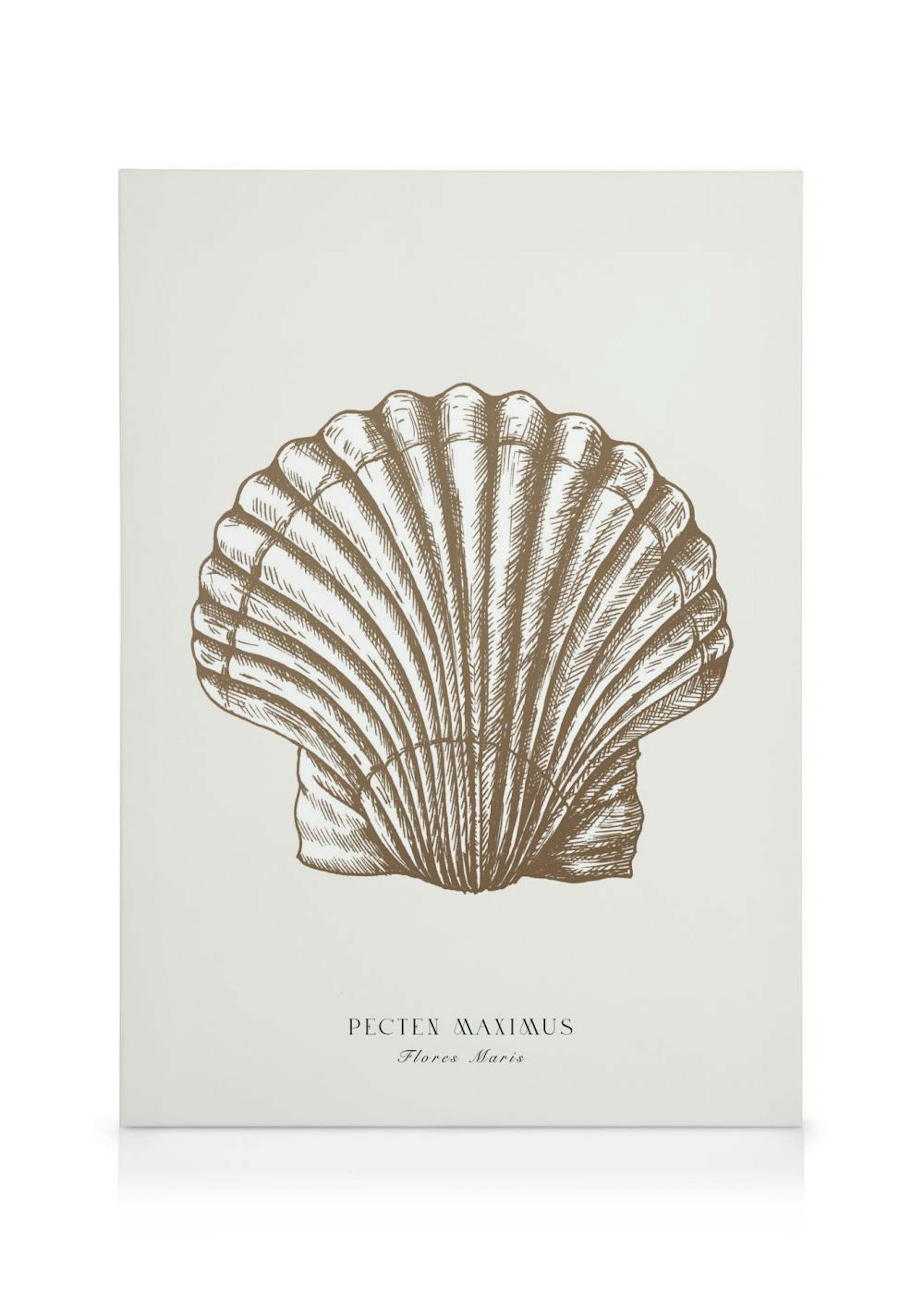 A canvas featuring a vintage-style Pecten Maximus shell illustration in brown on a light background.