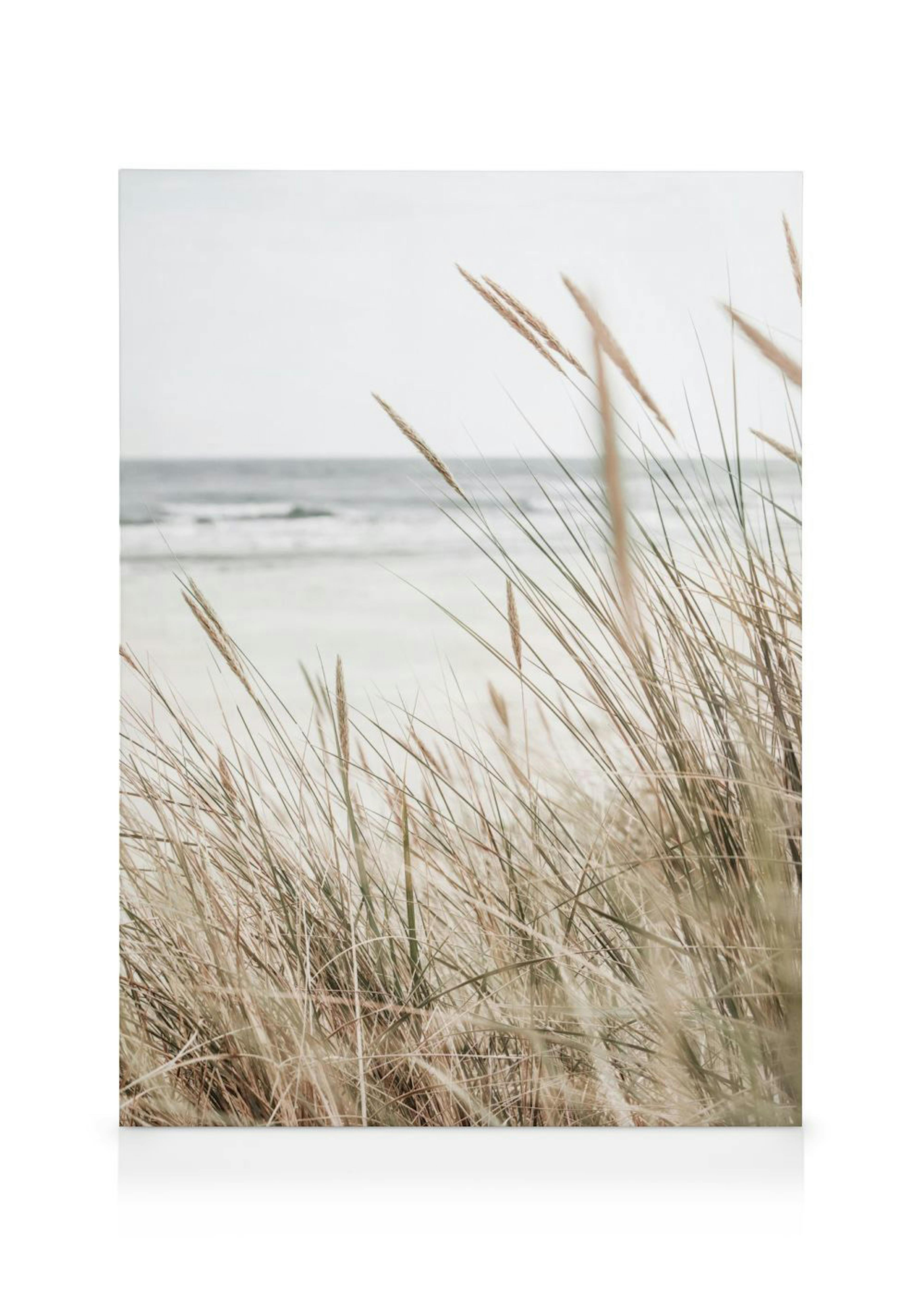 Beachy Reeds Canvas print 0