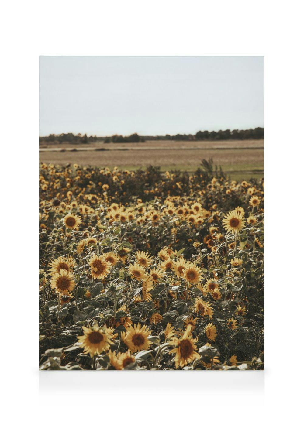A canvas showing a field of bright yellow sunflowers under a clear sky, with a distant treeline and field.