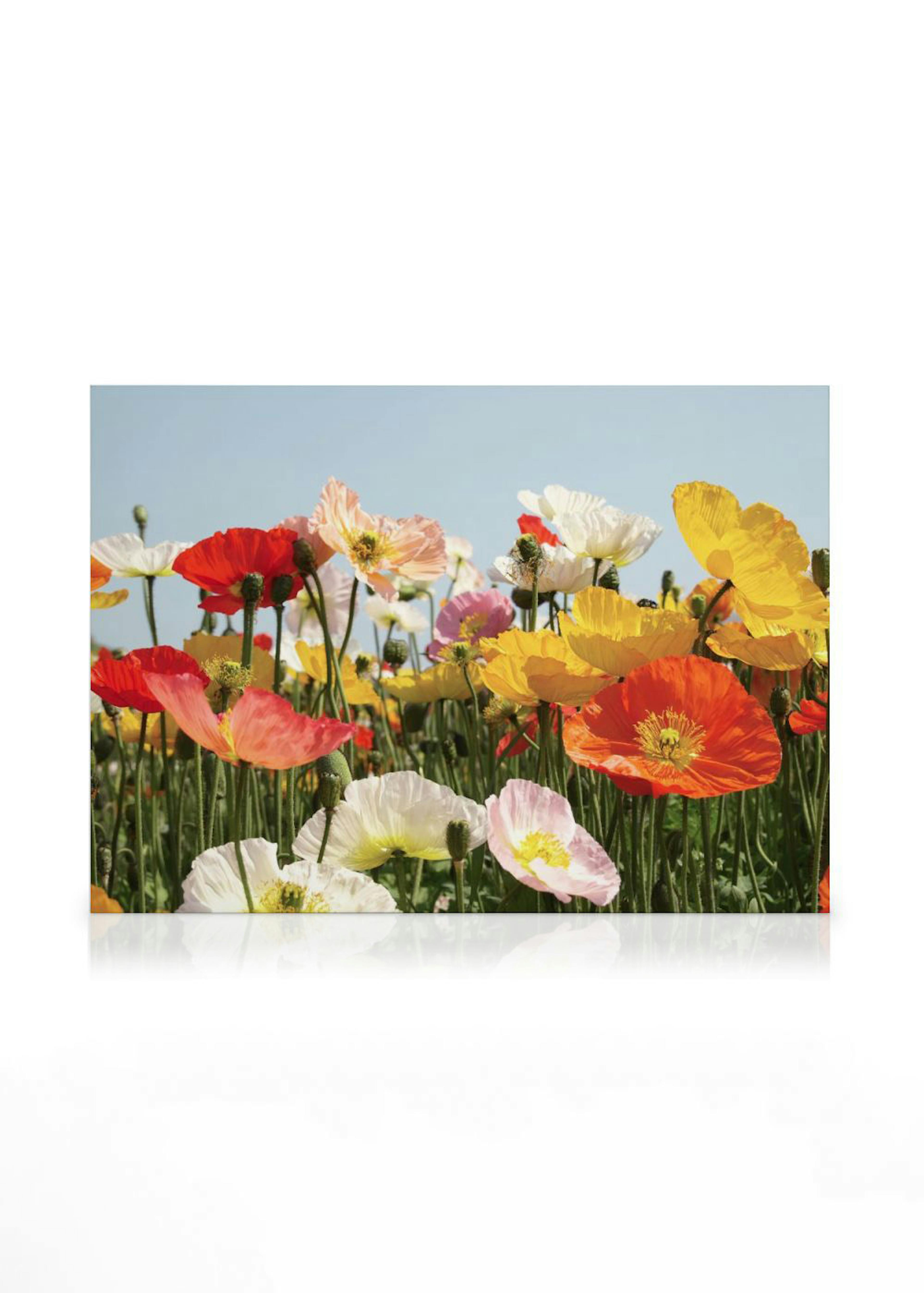 Field of Flowers Canvas 0