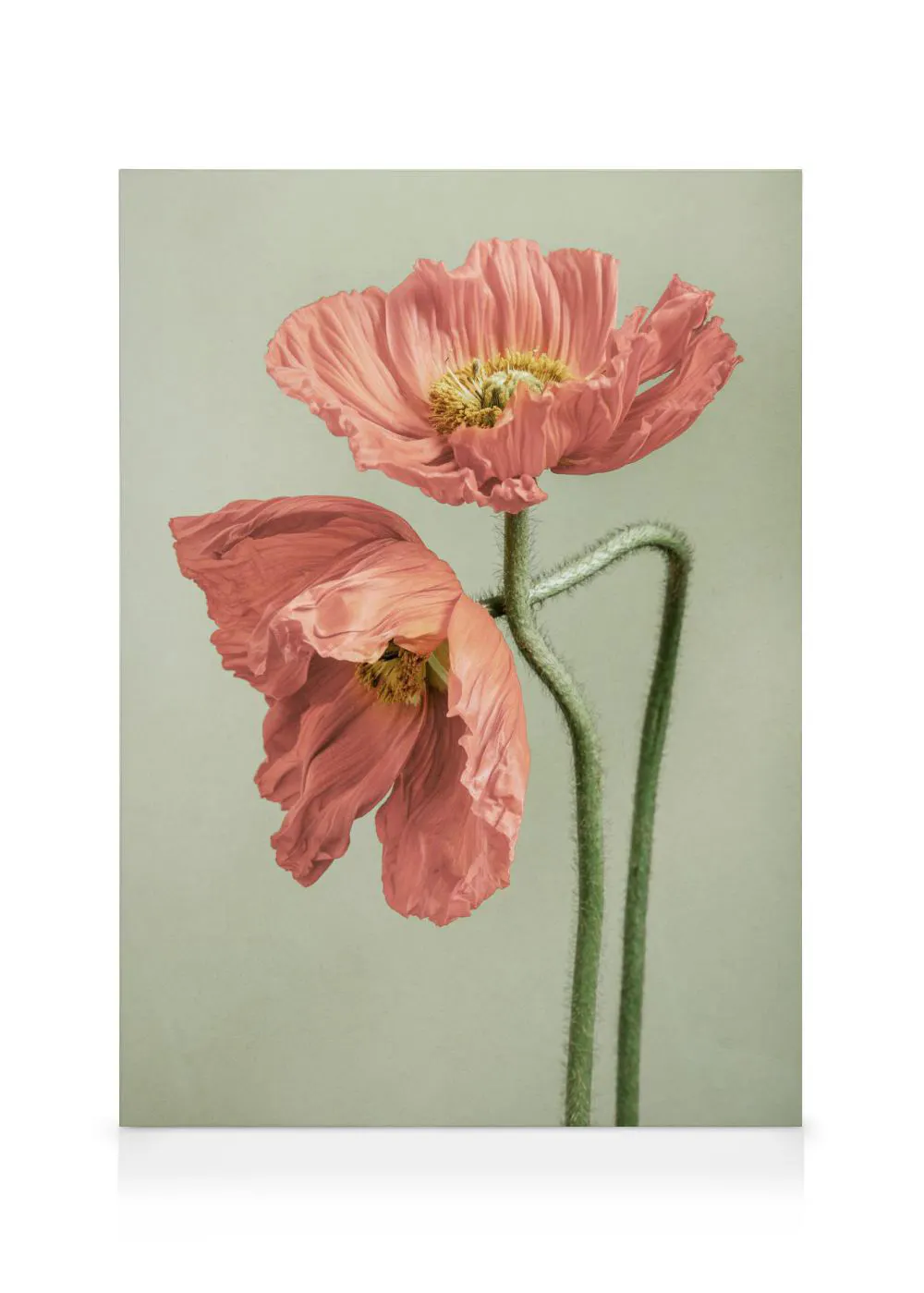 A canvas displaying two peach-coloured poppies with textured petals and yellow centres on a pale green background.