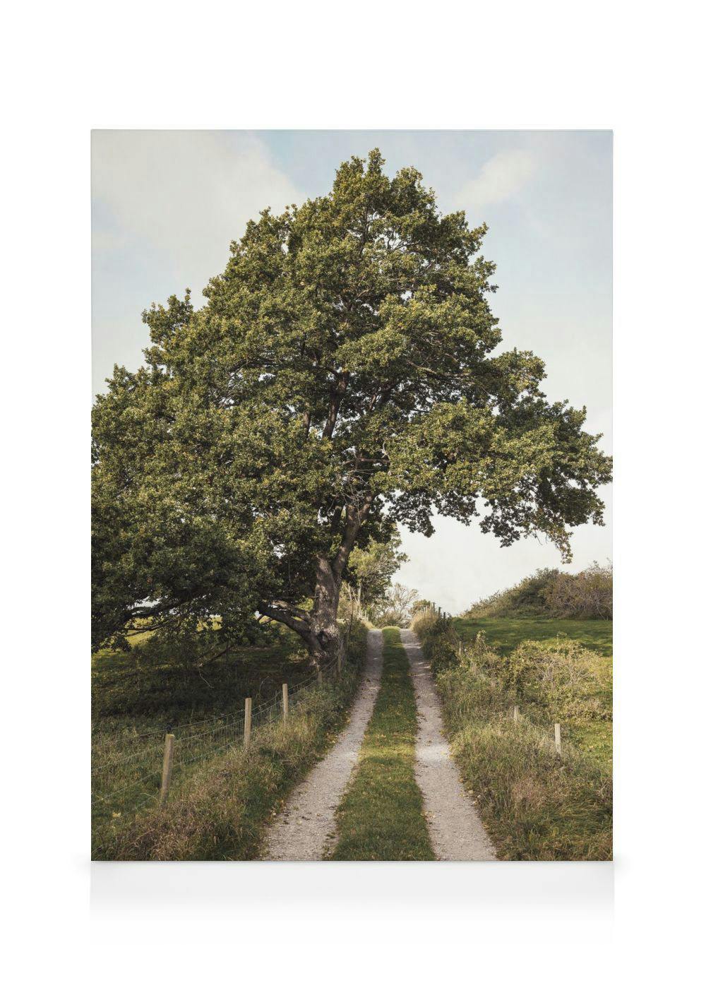 Canvastavlor - Path Through Greenery Canvastavla (50 x 70 cm - Ekram) - Poster Store