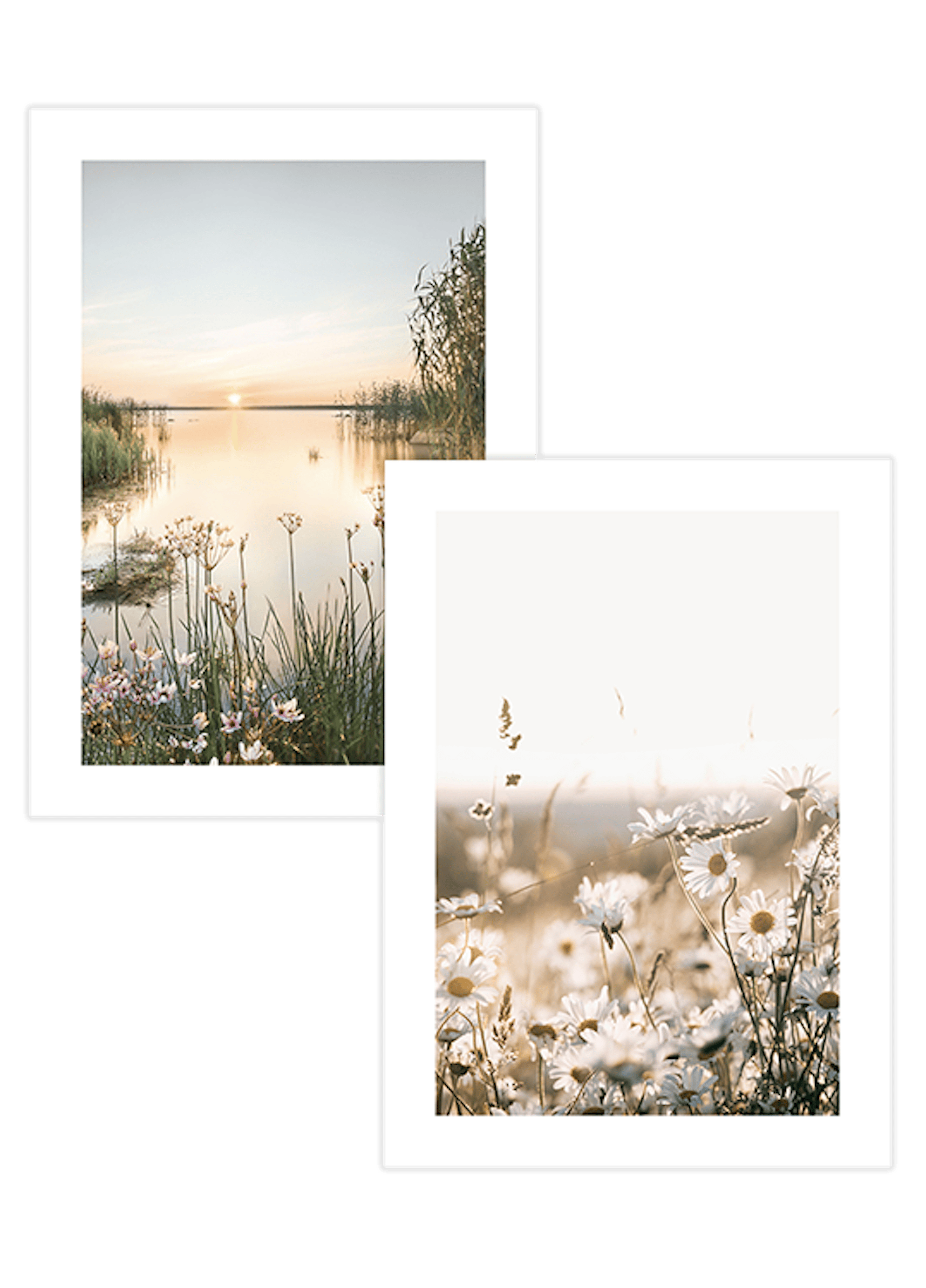 Två affischer: en solnedgång över sjö med vass och blommor, den andra ett fält med vita prästkragar.