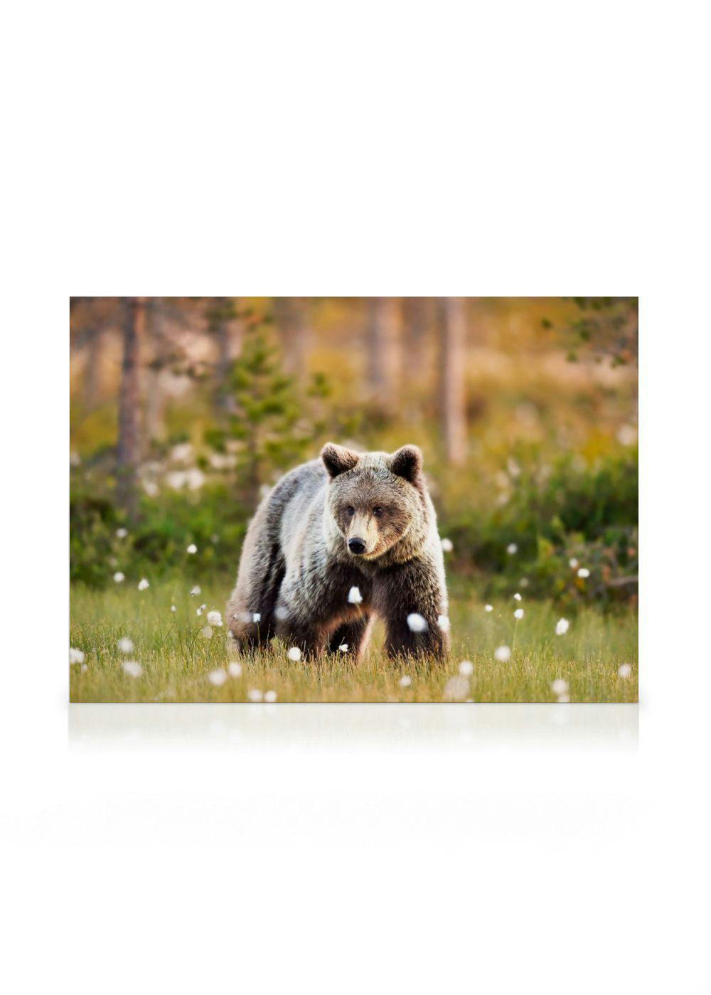 Niedźwiedź na łące obraz na płótnie (50x70 cm) - Poster Store