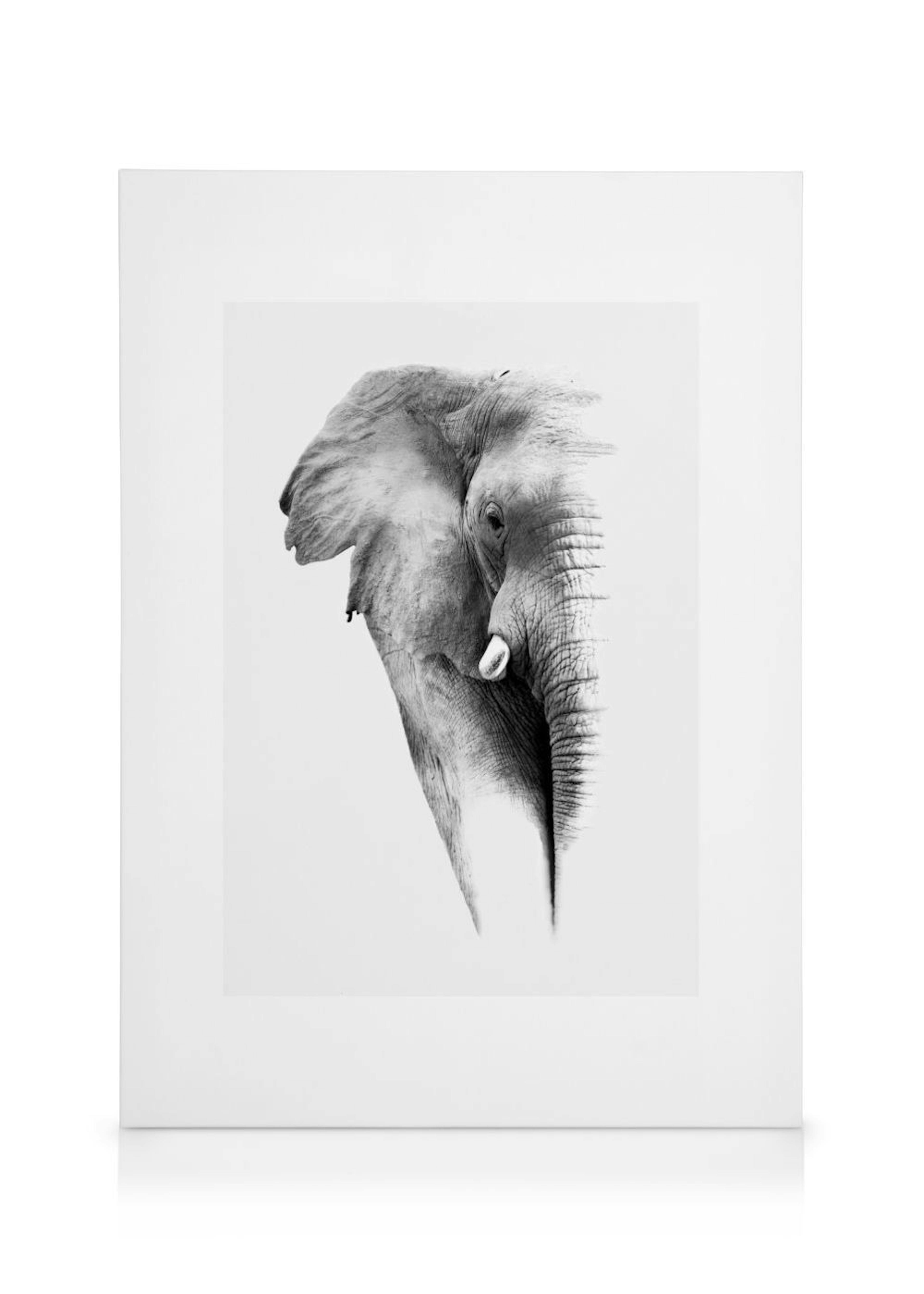 Olifant Canvas 0