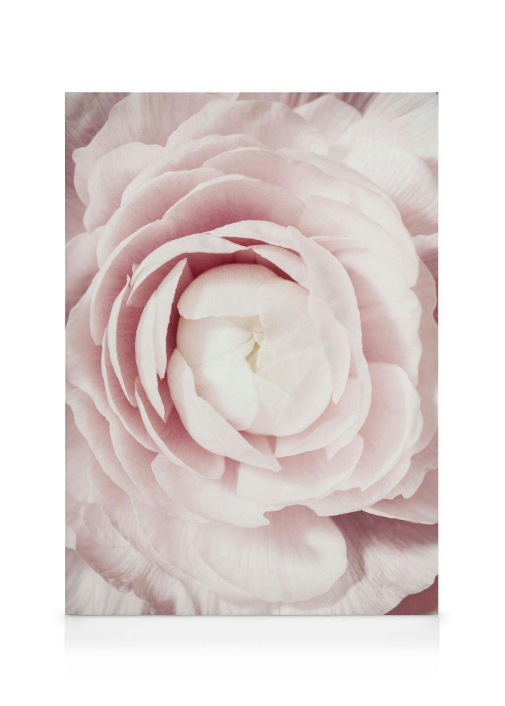 Obraz na płótnie przedstawiający jasnoróżową, puszystą piwonię z delikatnymi płatkami w zbliżeniu.