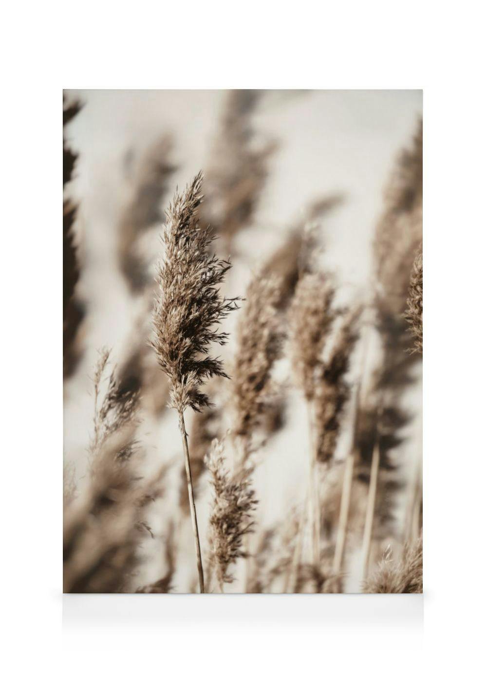 Stampa su tela Reed Grass (30x40 cm - Cornice in rovere) - Poster Store