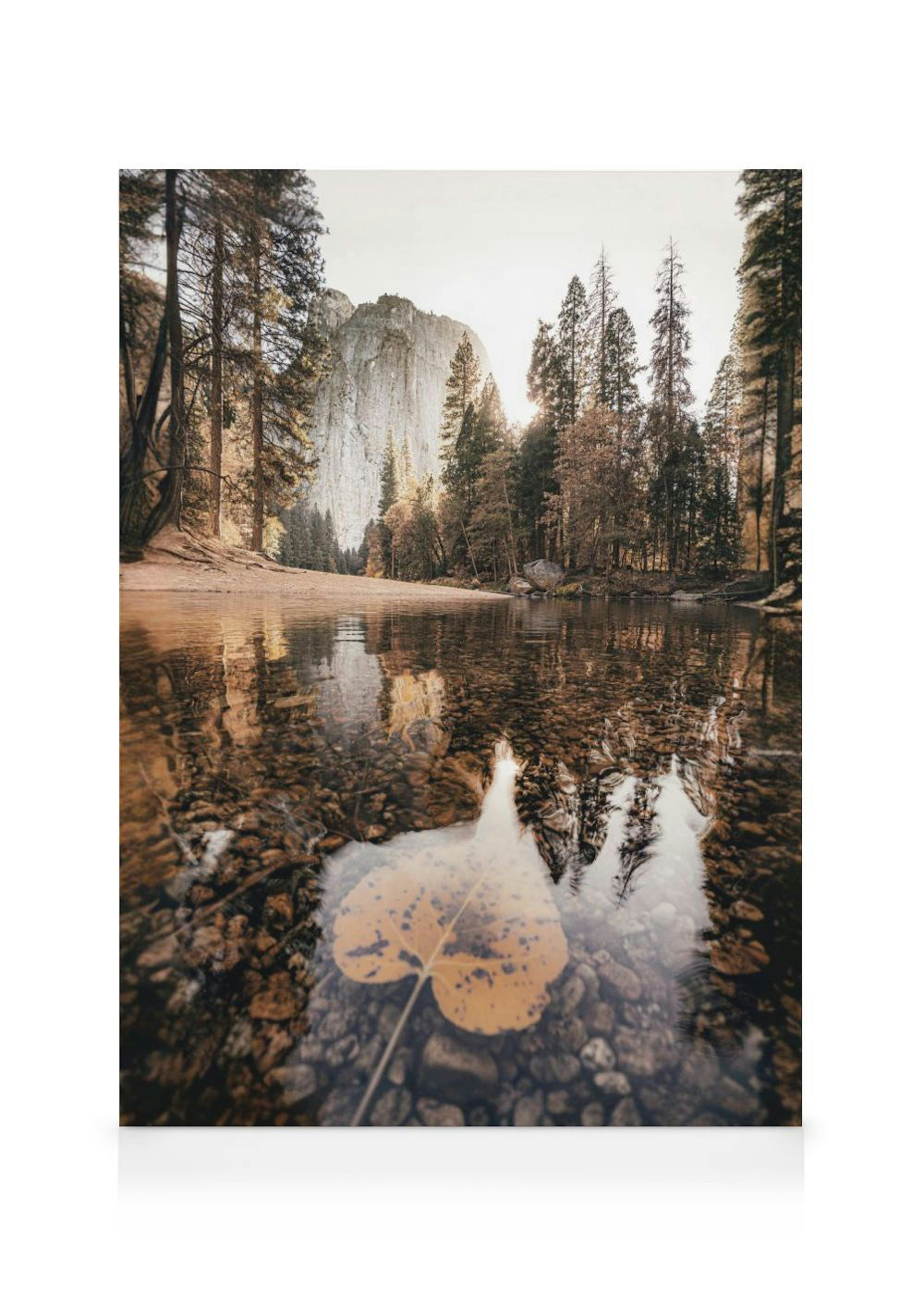 A serene forest landscape with a reflection in clear water and a fallen leaf, displayed in a bright, minimalist room.