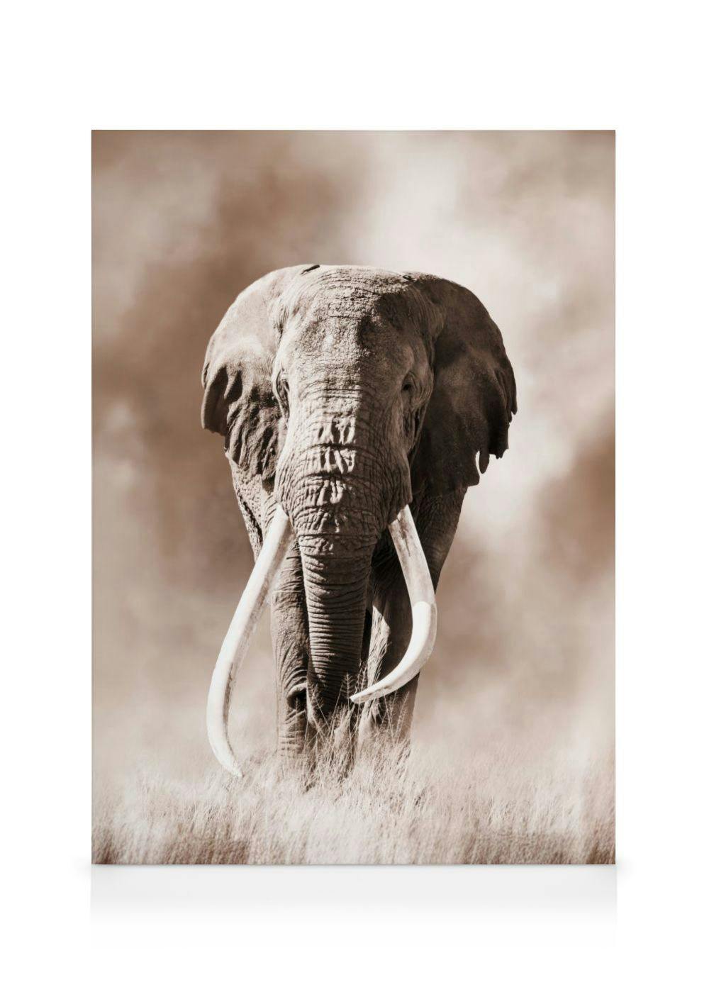 Wild Elephant Leinwandbild (50x70 cm) - Poster Store