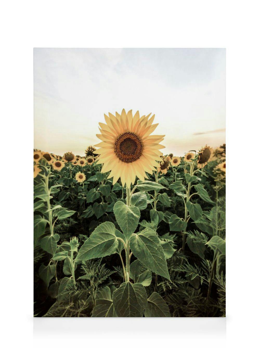 Sunflower Field Canvas Print (30x40 cm - Oak Frame) - Poster Store High Quality Picture Frames