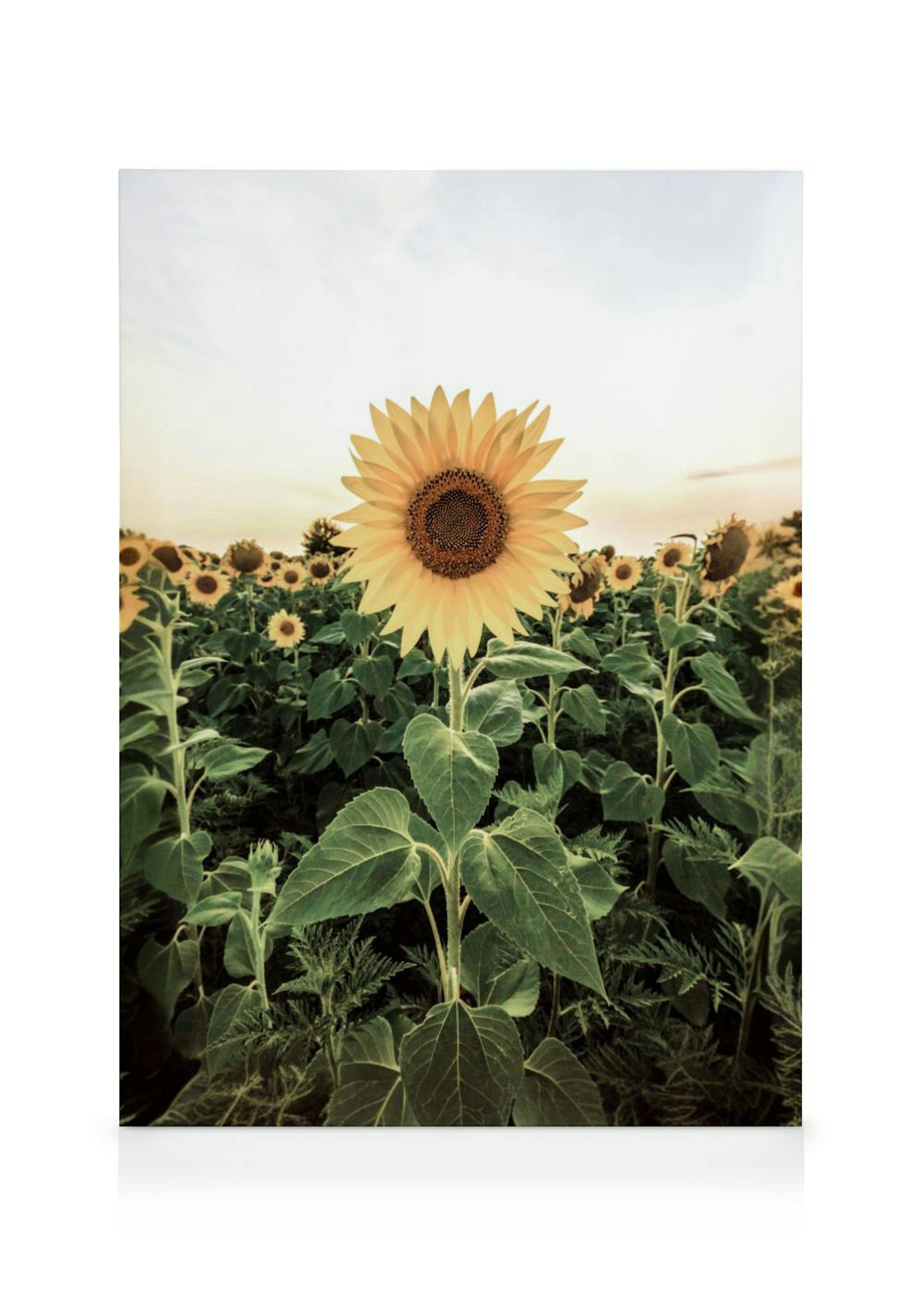 Sunflower Field Toile 0