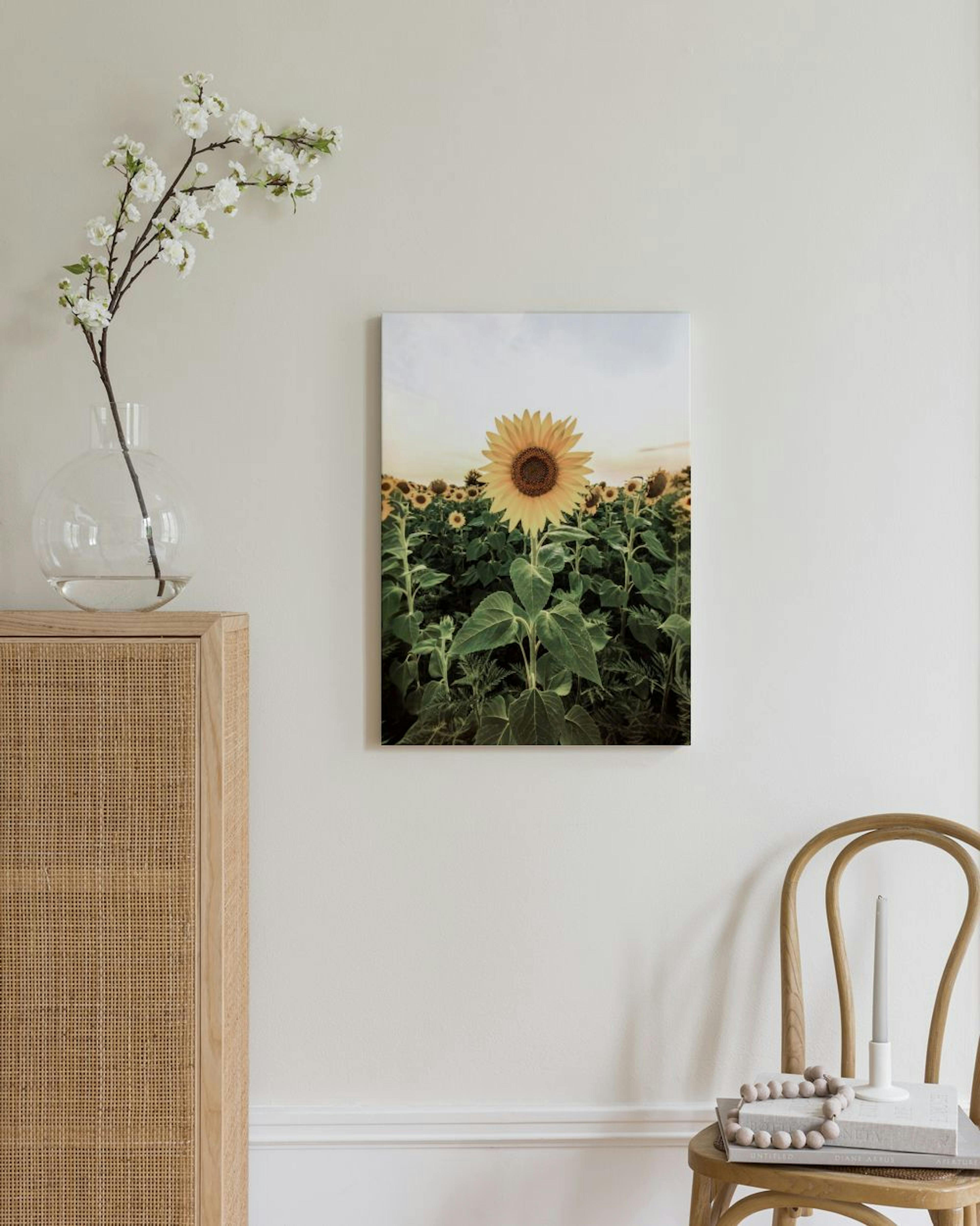 Sunflower Field Stampa su Tela thumbnail