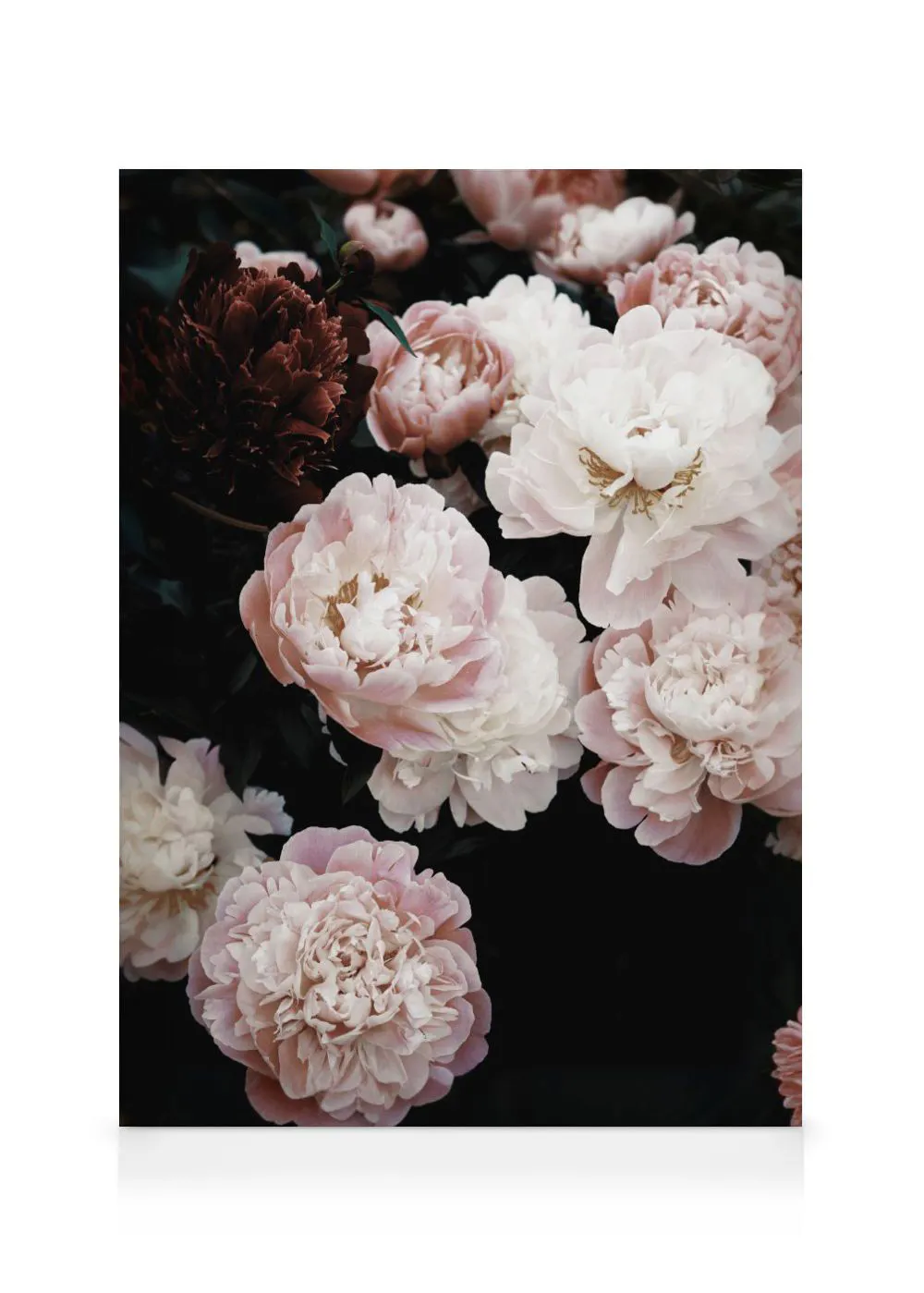 A canvas displaying light pink and white peonies with a deep red flower, against a dark background.