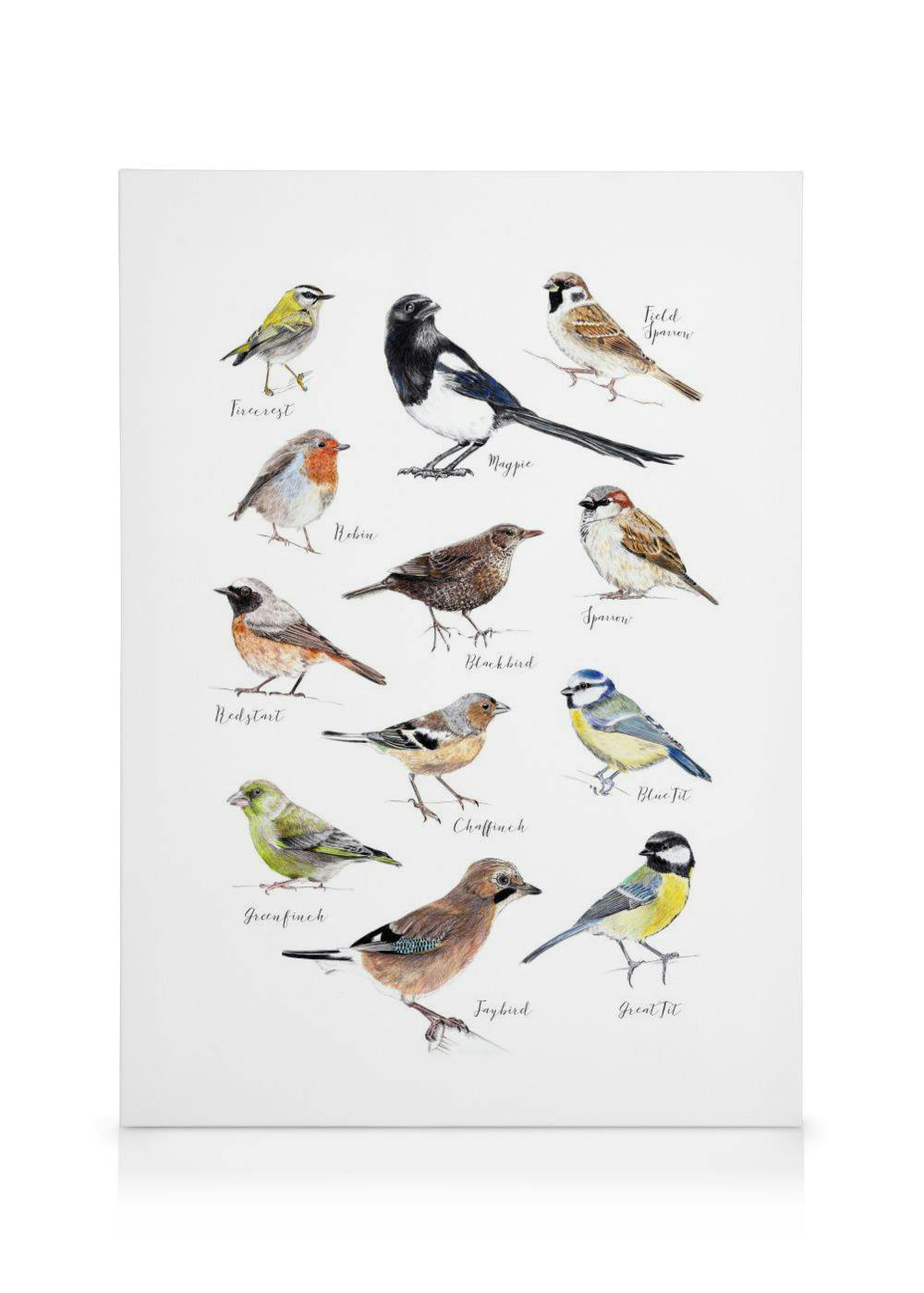 Vögel Leinwandbild (70x100 cm - Eichenrahmen) - Poster Store