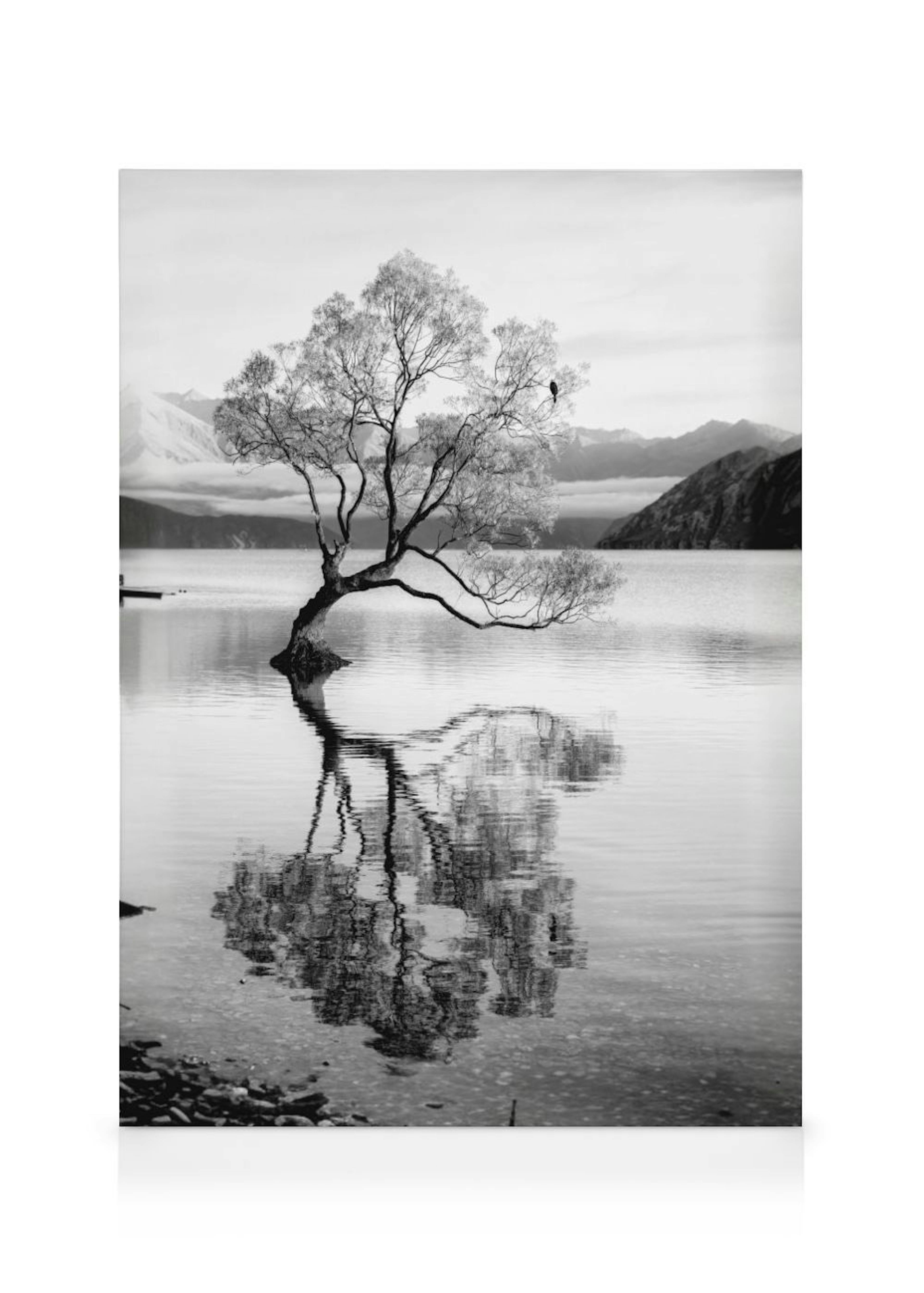 Tree Reflection Toile 0