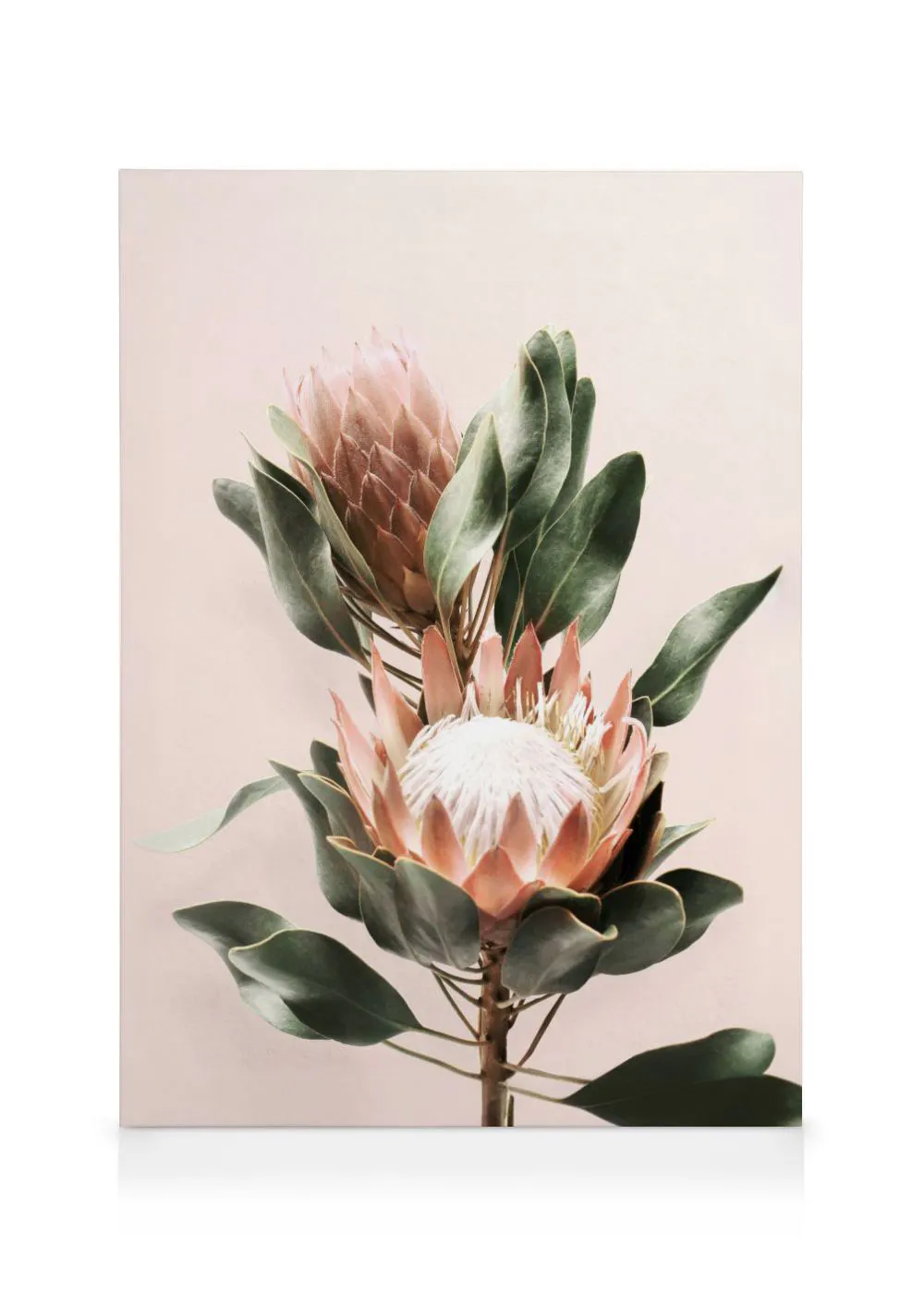 A canvas featuring two pink king protea flowers with large green leaves on a light rose background.