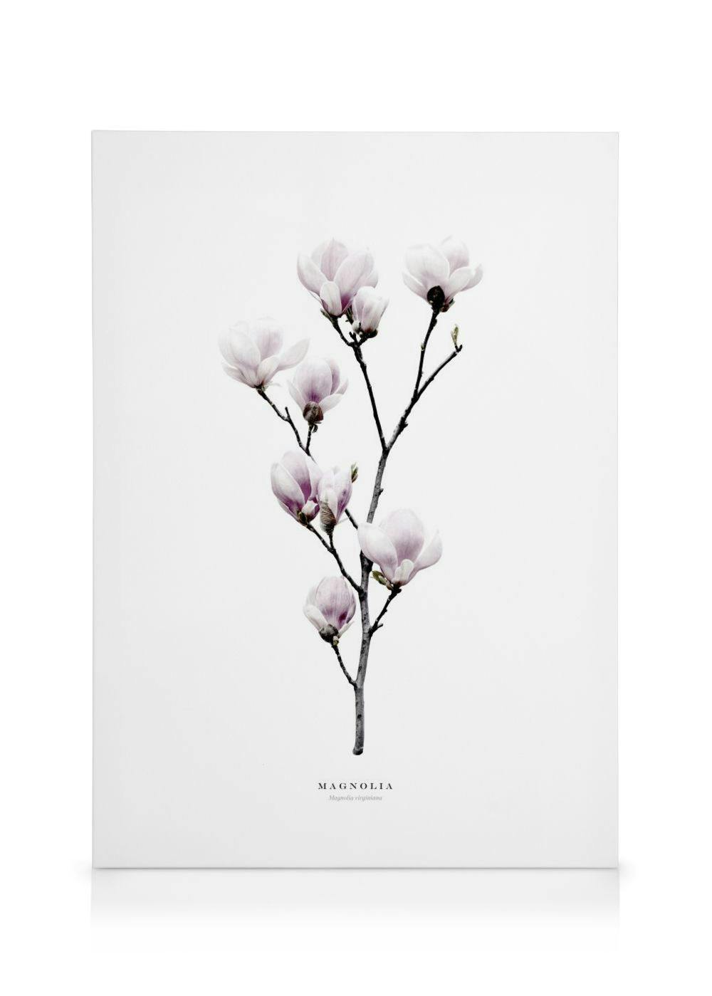 Een canvas met een delicate, minimalistische afbeelding van roze magnolia bloesems op een witte achtergrond.