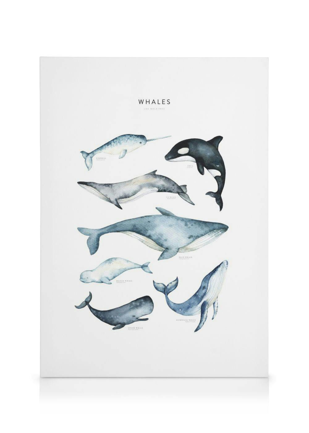 En canvastavla med illustrationer av olika valarter i akvarellstil, som en narval, späckhuggare och blåval på vit bakgrund.