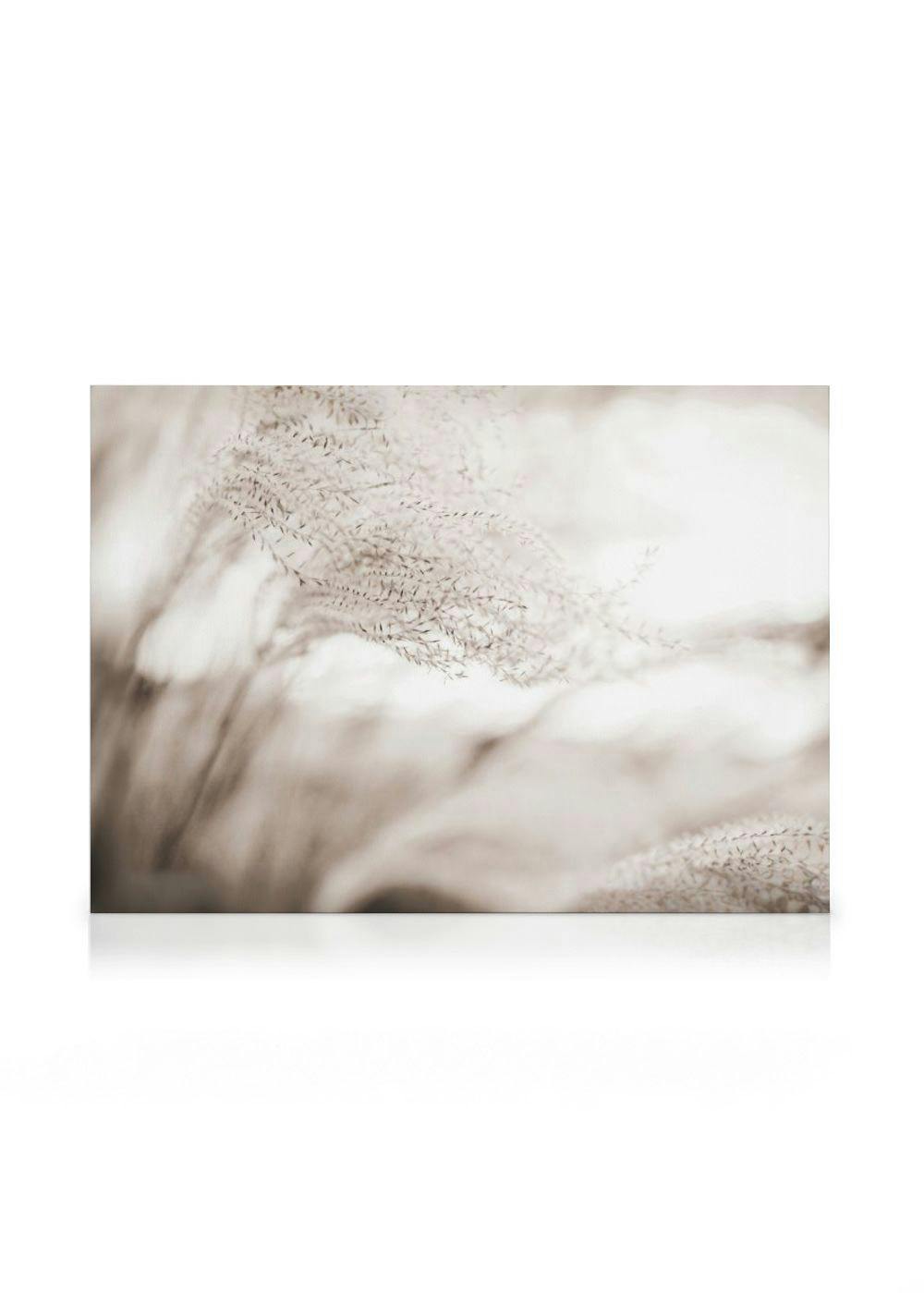 Toile beige de plantes à plumes fines et délicates dans un champ doux, aux tons neutres, avec un léger flou artistique.