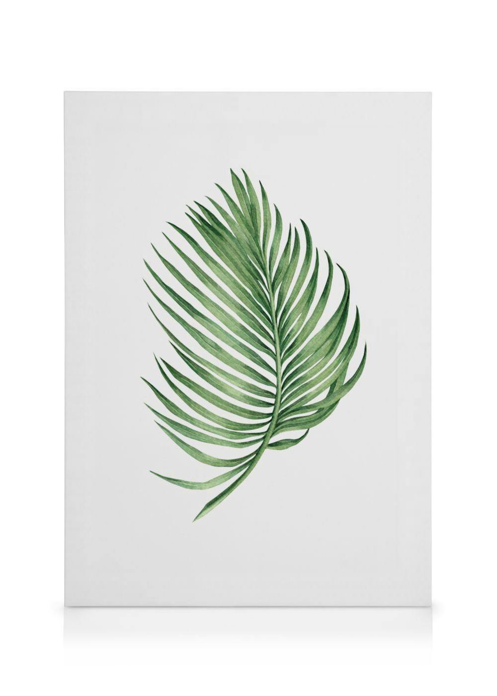 Liść Arecaceae Obraz na płótnie (30x40 cm - Czarna ramka) - Poster Store
