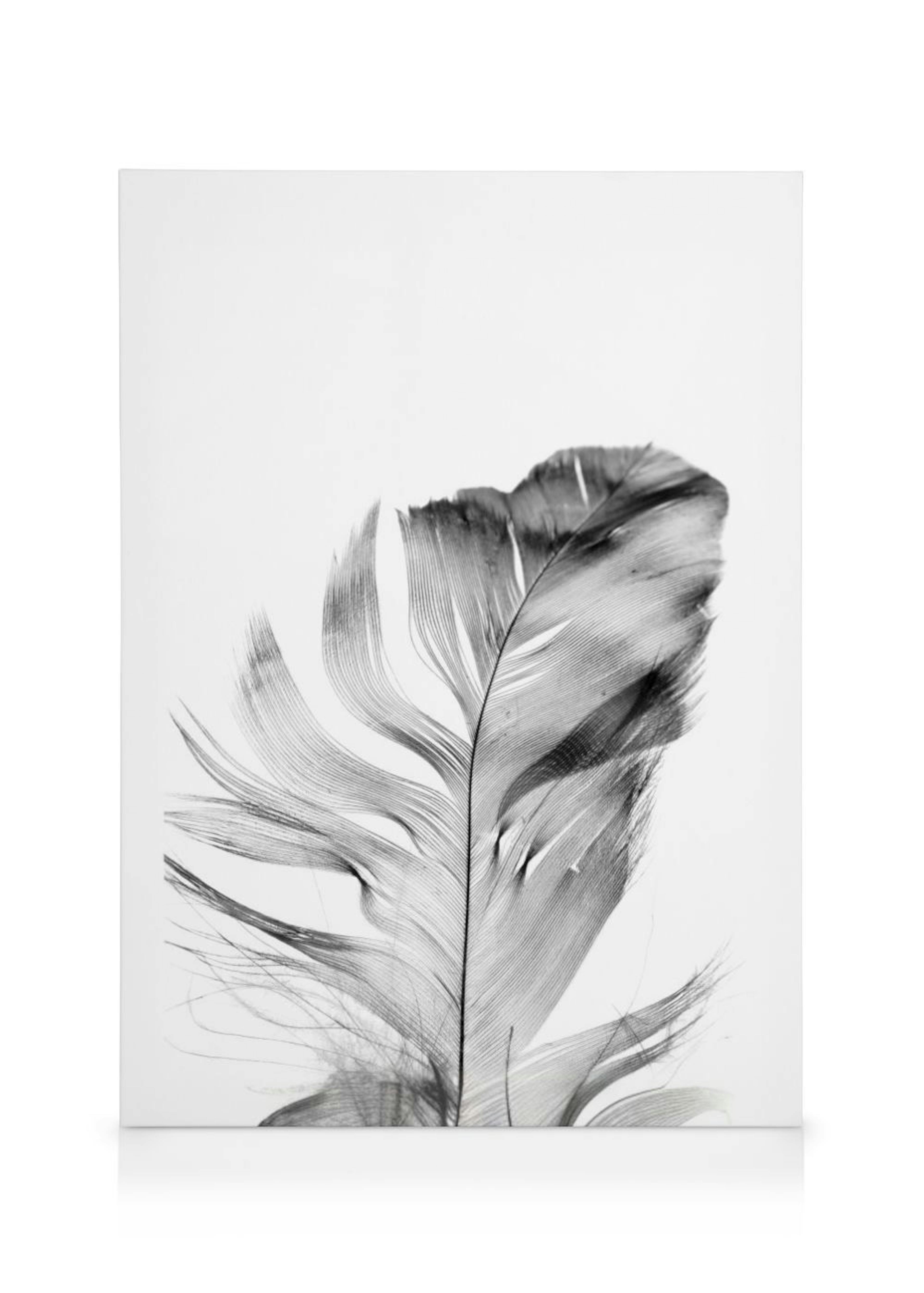 Feather Toile 0