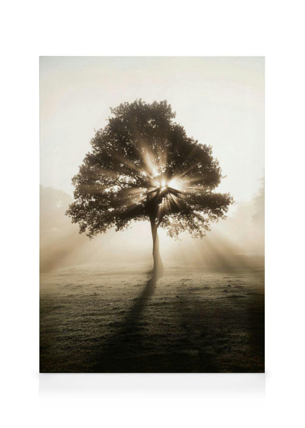 Sonnenaufgang Baum Leinwandbild (30x40 cm - Eichenrahmen) - Poster Store