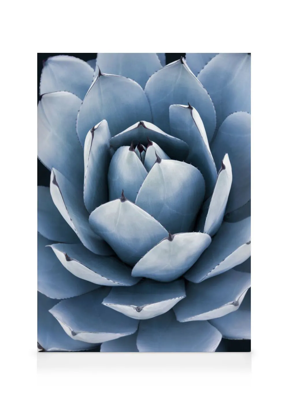 A canvas close-up of a blue-grey succulent plant with pointed dark tips on its leaves.