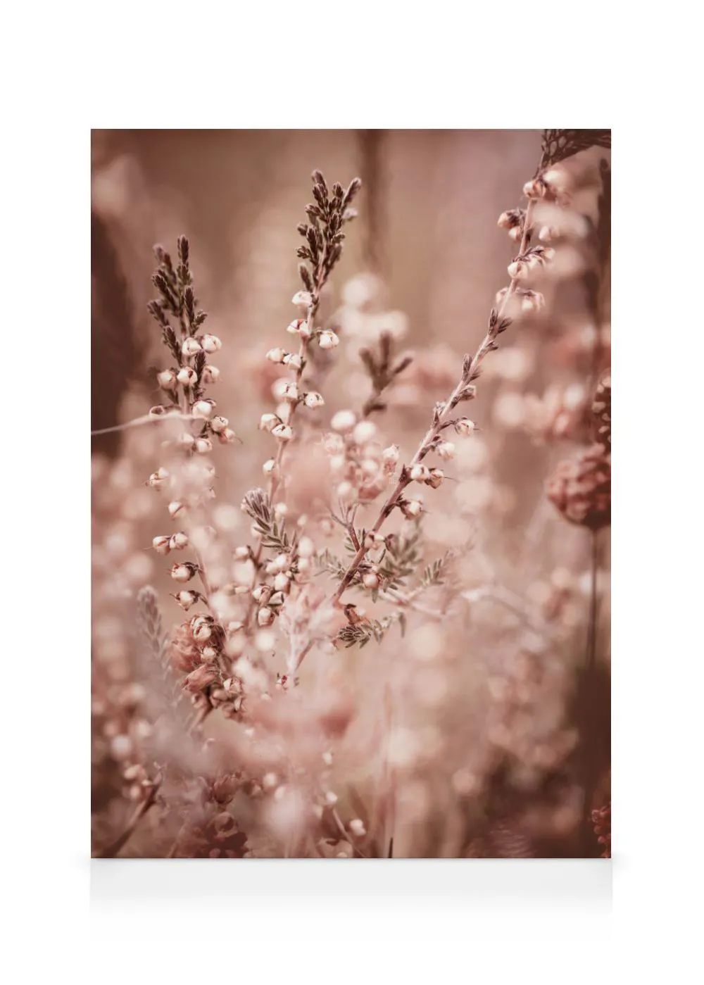 A canvas of delicate heather blossoms in soft pinks and browns, creating a peaceful botanical scene.