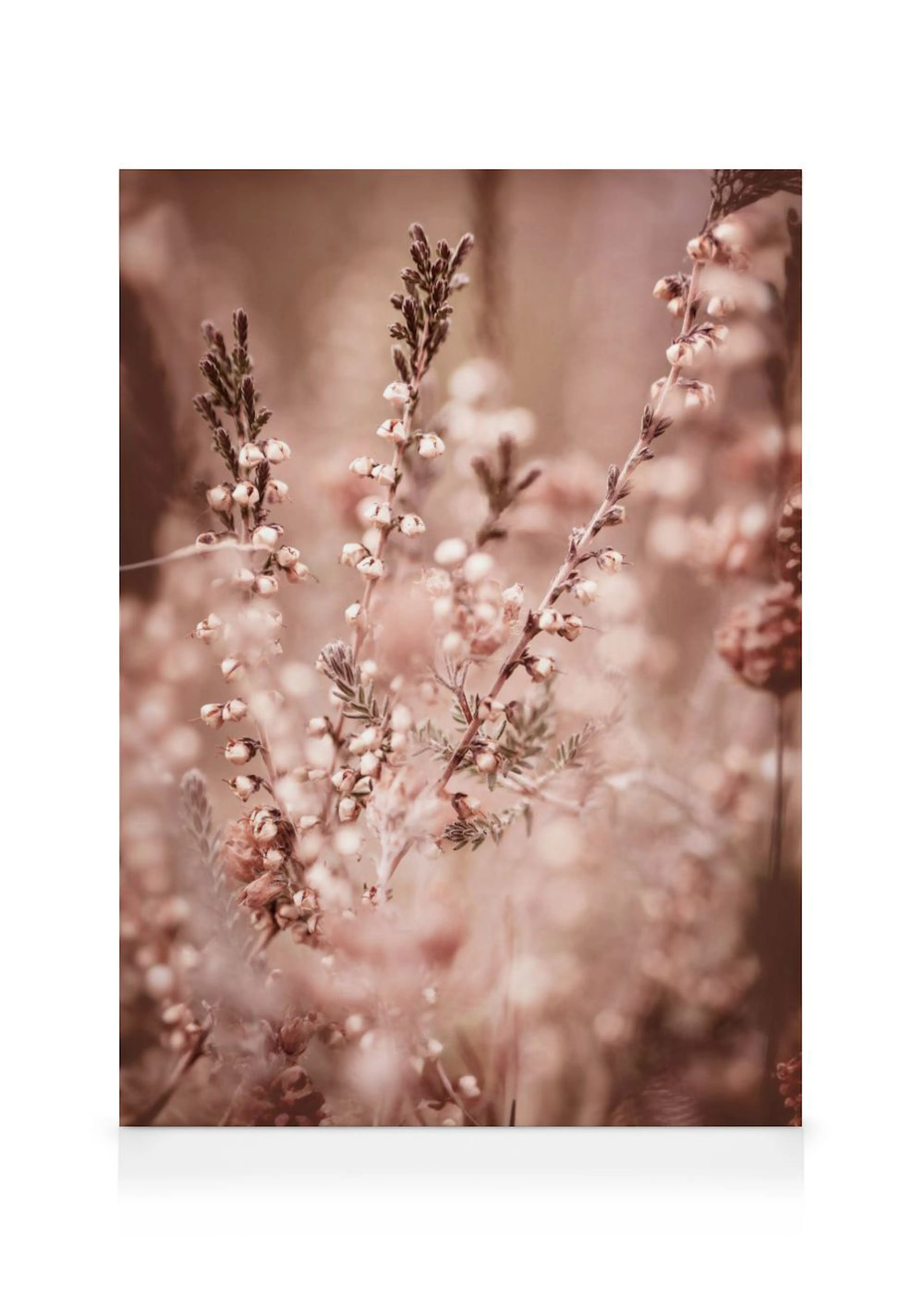 A canvas of delicate heather blossoms in soft pinks and browns, creating a peaceful botanical scene.