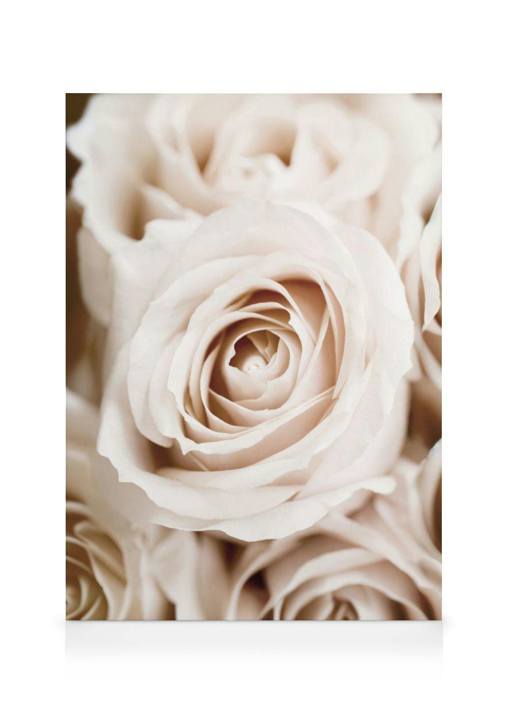 Pfirsichrosen Leinwandbild (70x100 cm) - Poster Store