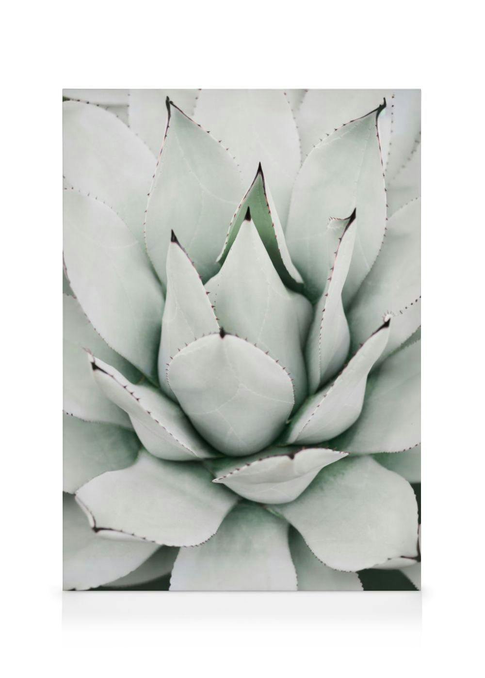 Grüner Agave Leinwandbild (70x100 cm - Eichenrahmen) - Poster Store
