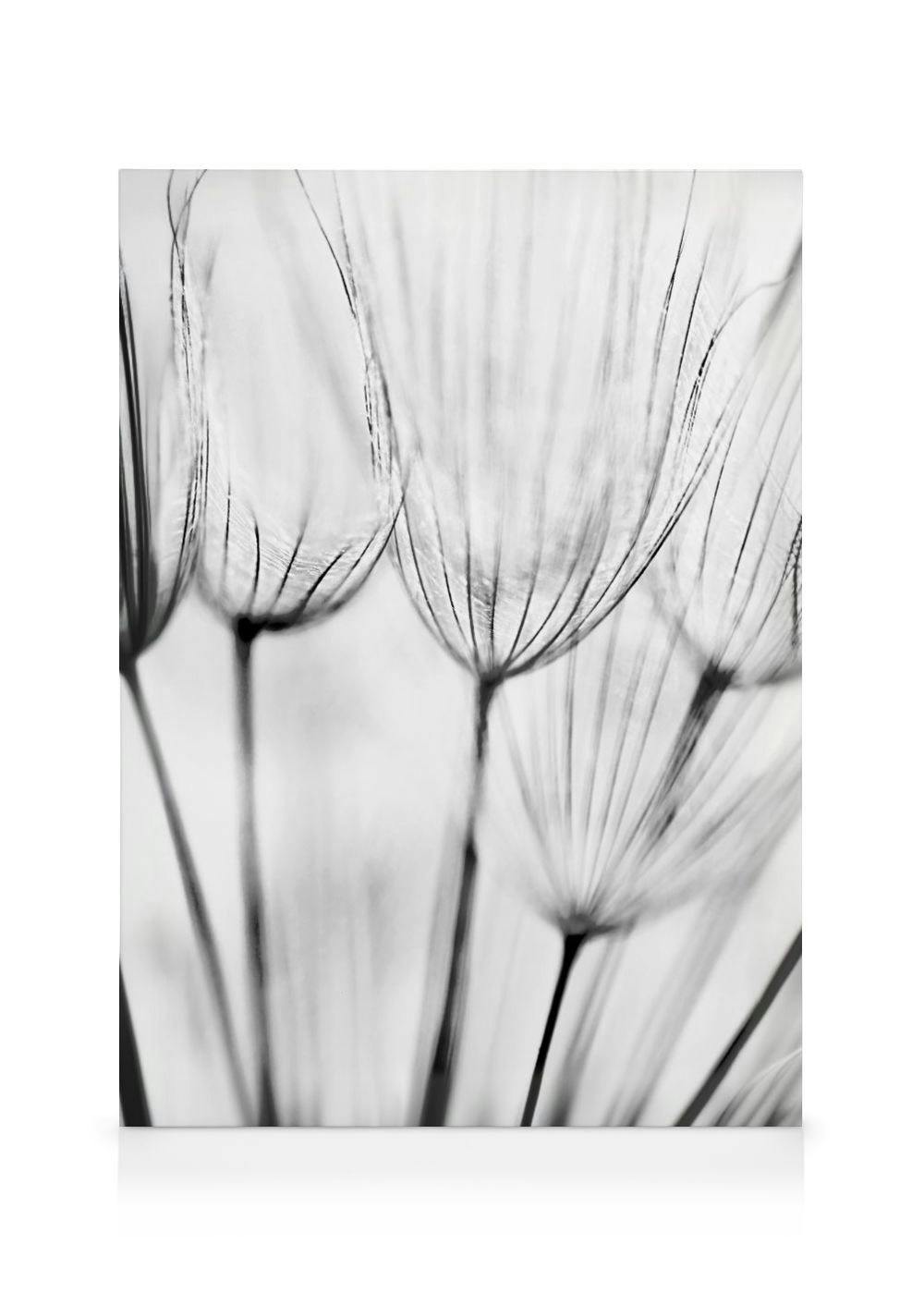 Canvas Prints - Dandelions Canvas print (30x40 cm) - Poster Store
