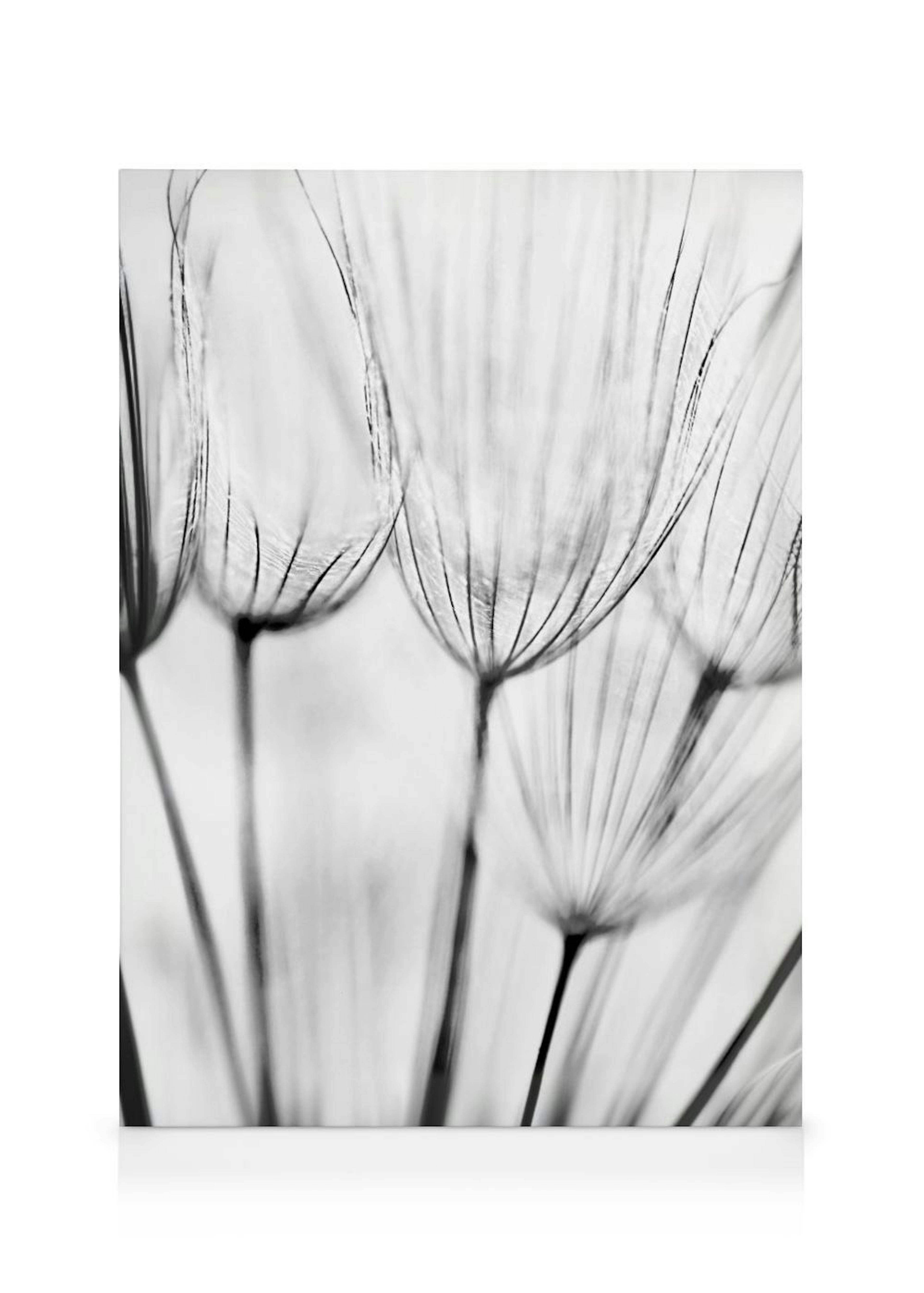 Pusteblumen Leinwandbild 0