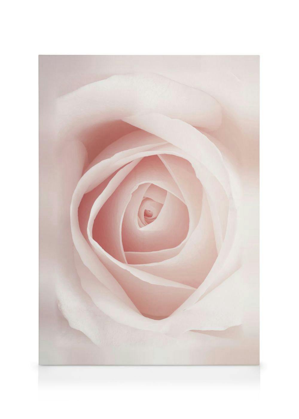 Canvastavlor - Pale Pink Rose canvastavla (30 x 40 cm - Ekram) - Poster Store
