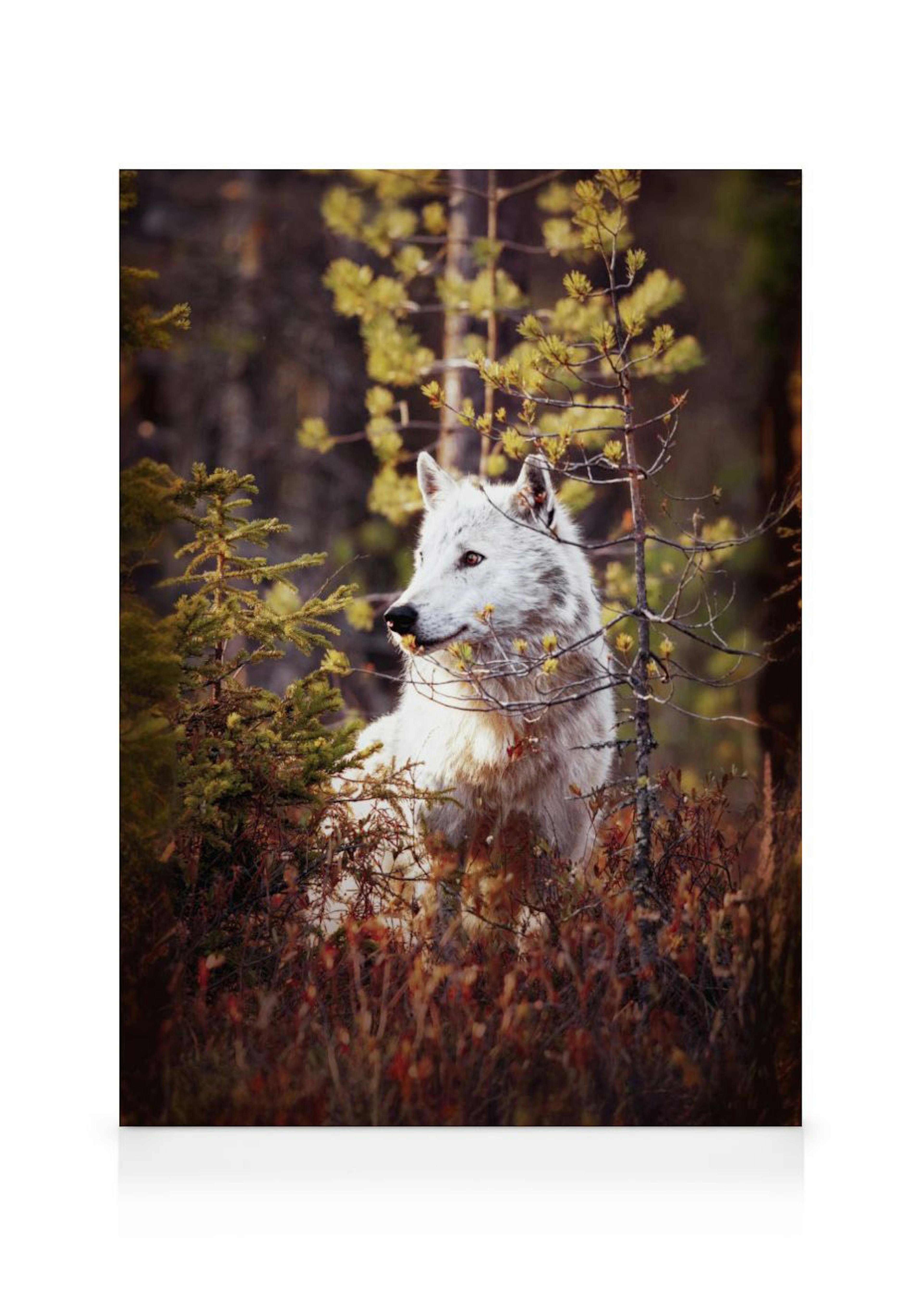 Wolf im Wald Leinwandbild 0