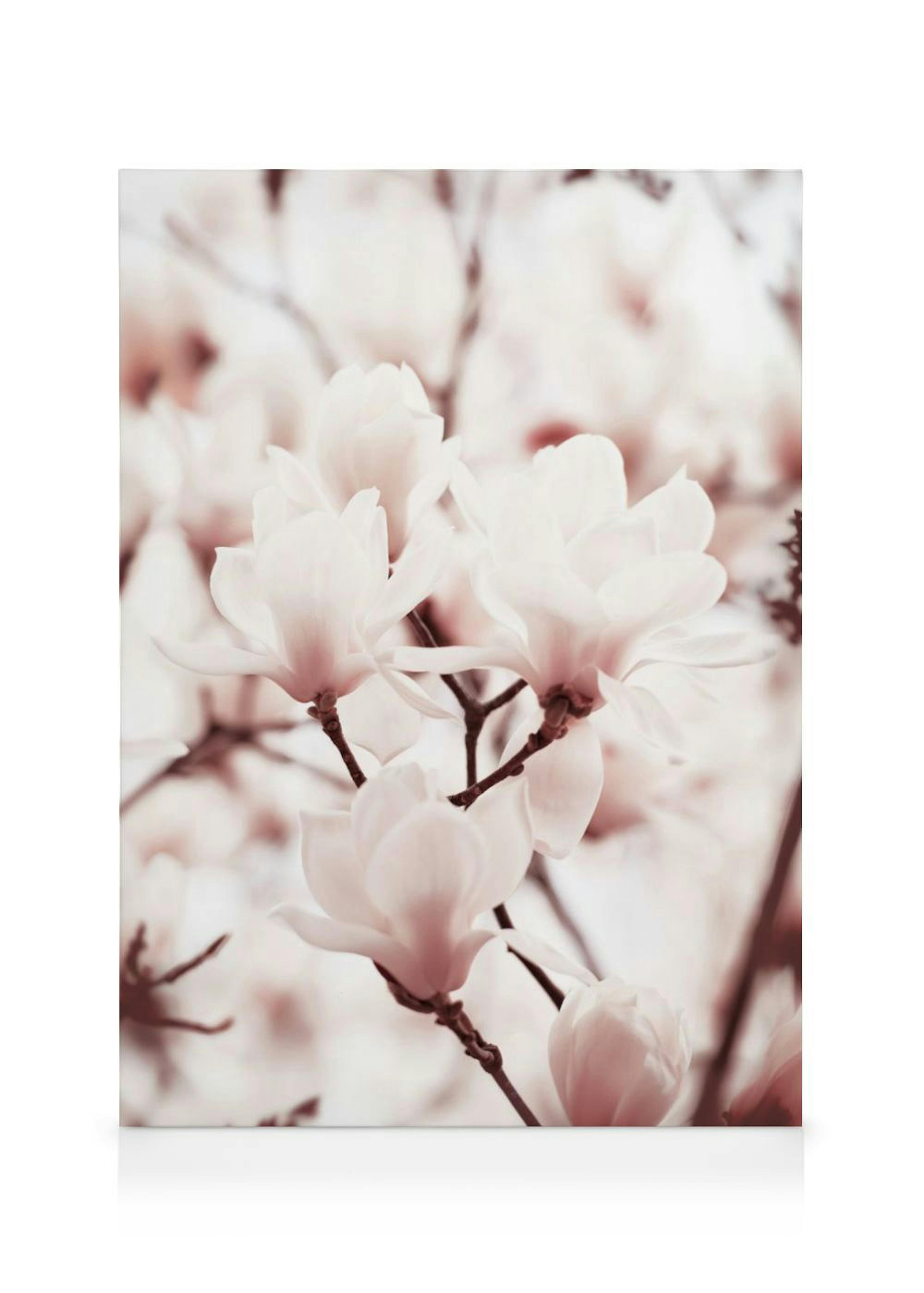 Pink Magnolias Leinwandbild 0