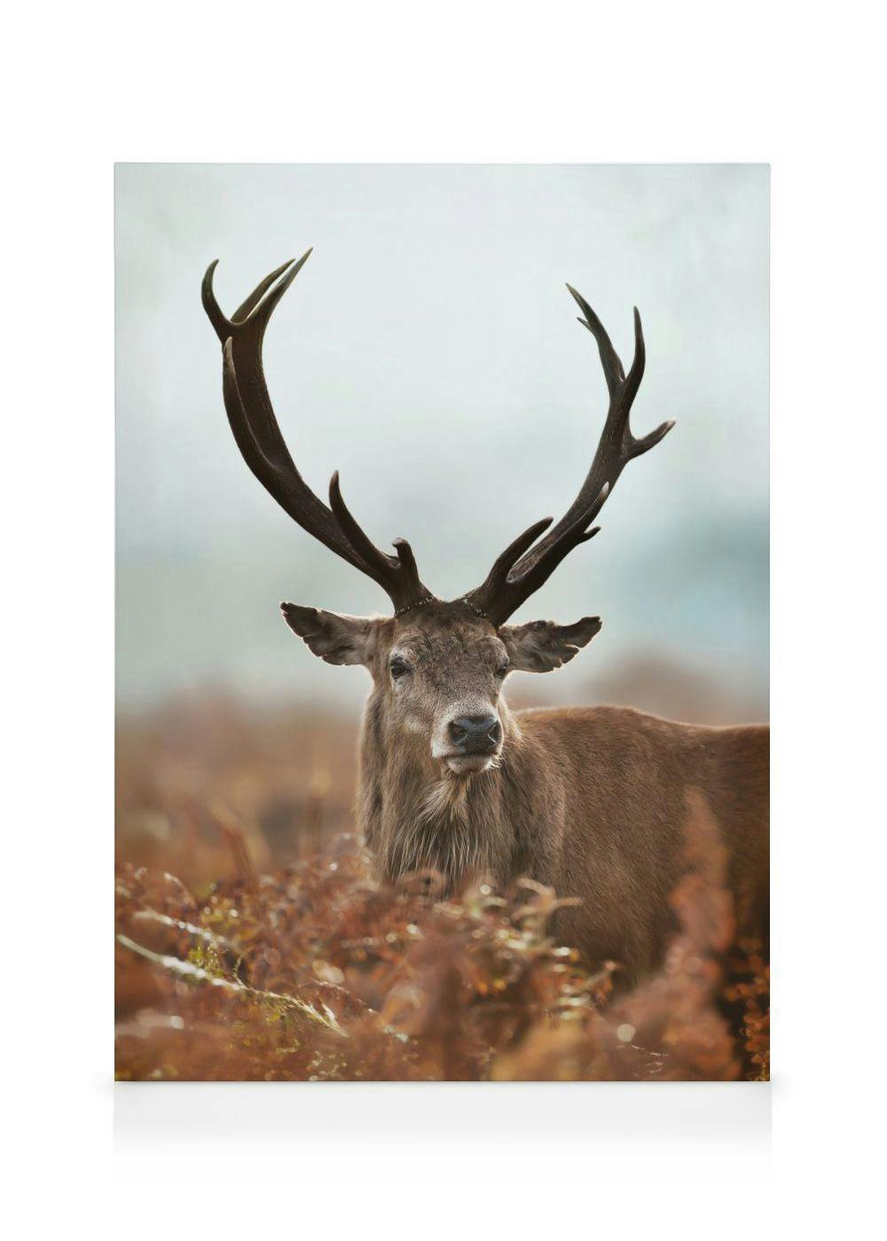 Bos Hert Canvas (30x40 cm - Fotolijst Eiken) - Poster Store